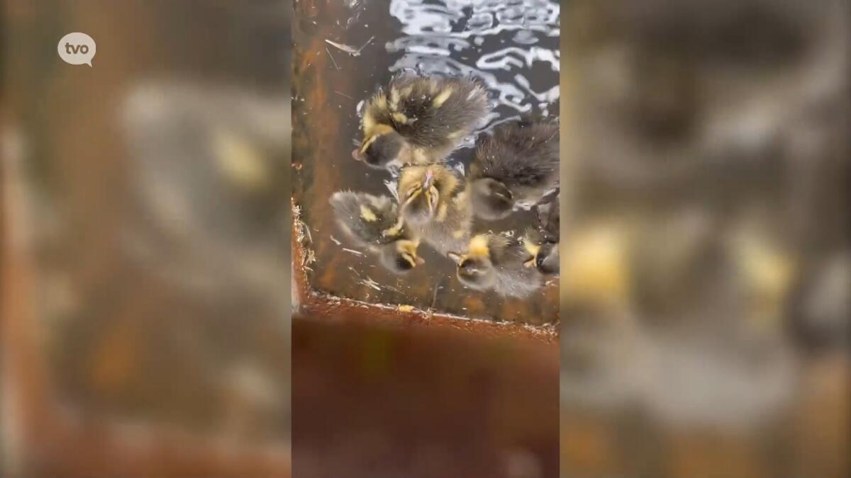 Politie en brandweer redden eendenkuikentjes uit rioolputje in Zwijndrecht