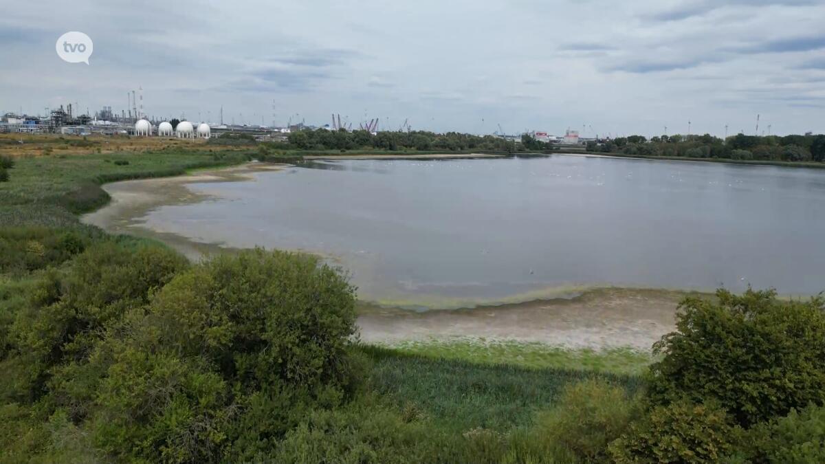 Droogte bedreigt voortbestaan van natuurgebied Blokkersdijk aan Zwijndrecht