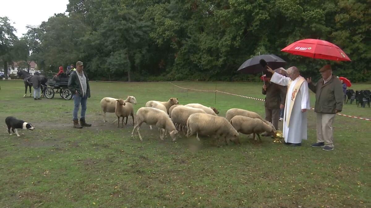 Traditionele zegening op Sint-Hubertusviering in Berlare moet dieren gezond houden