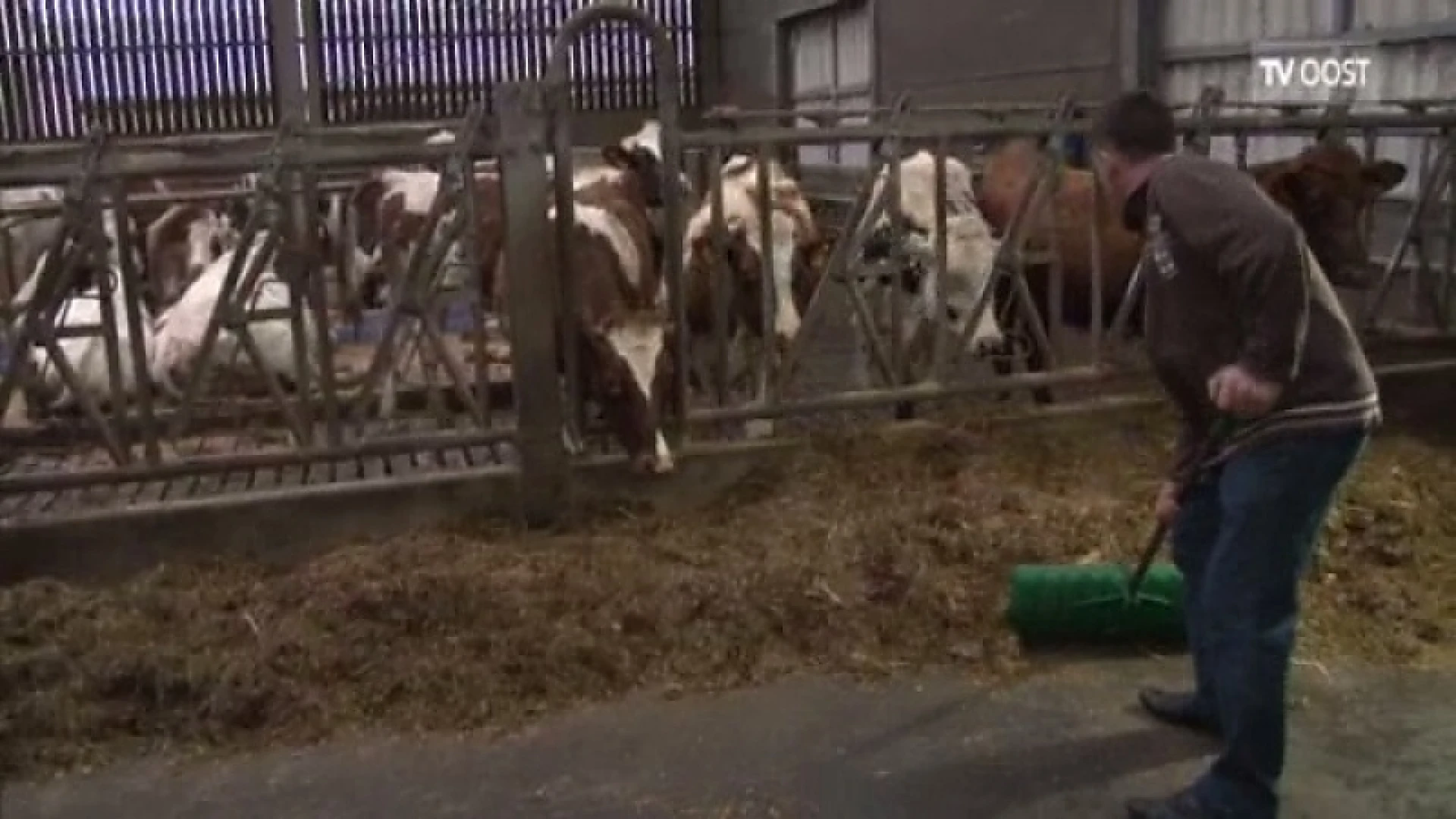 Boeren in de shit door te hoge stikstofneerslag