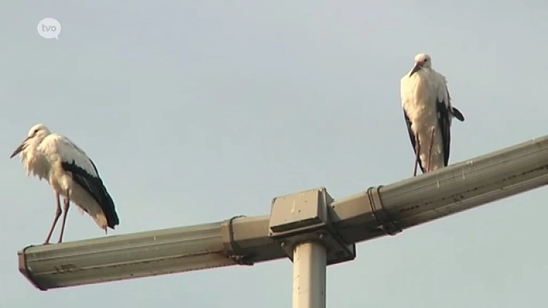 Ooievaars gespot in Sint-Niklaas