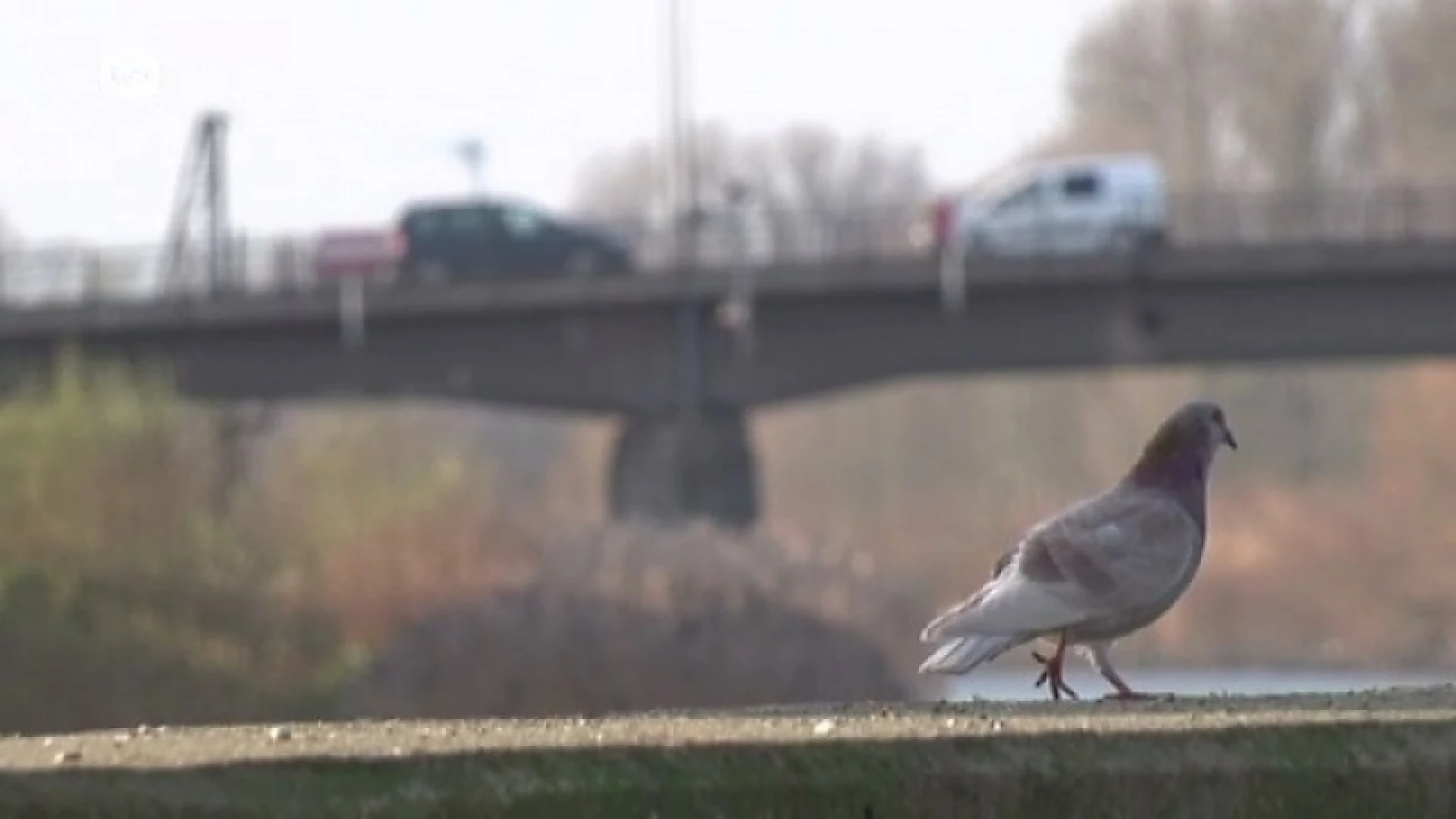 Provinciale toelage voor Scheldebrug in Wetteren