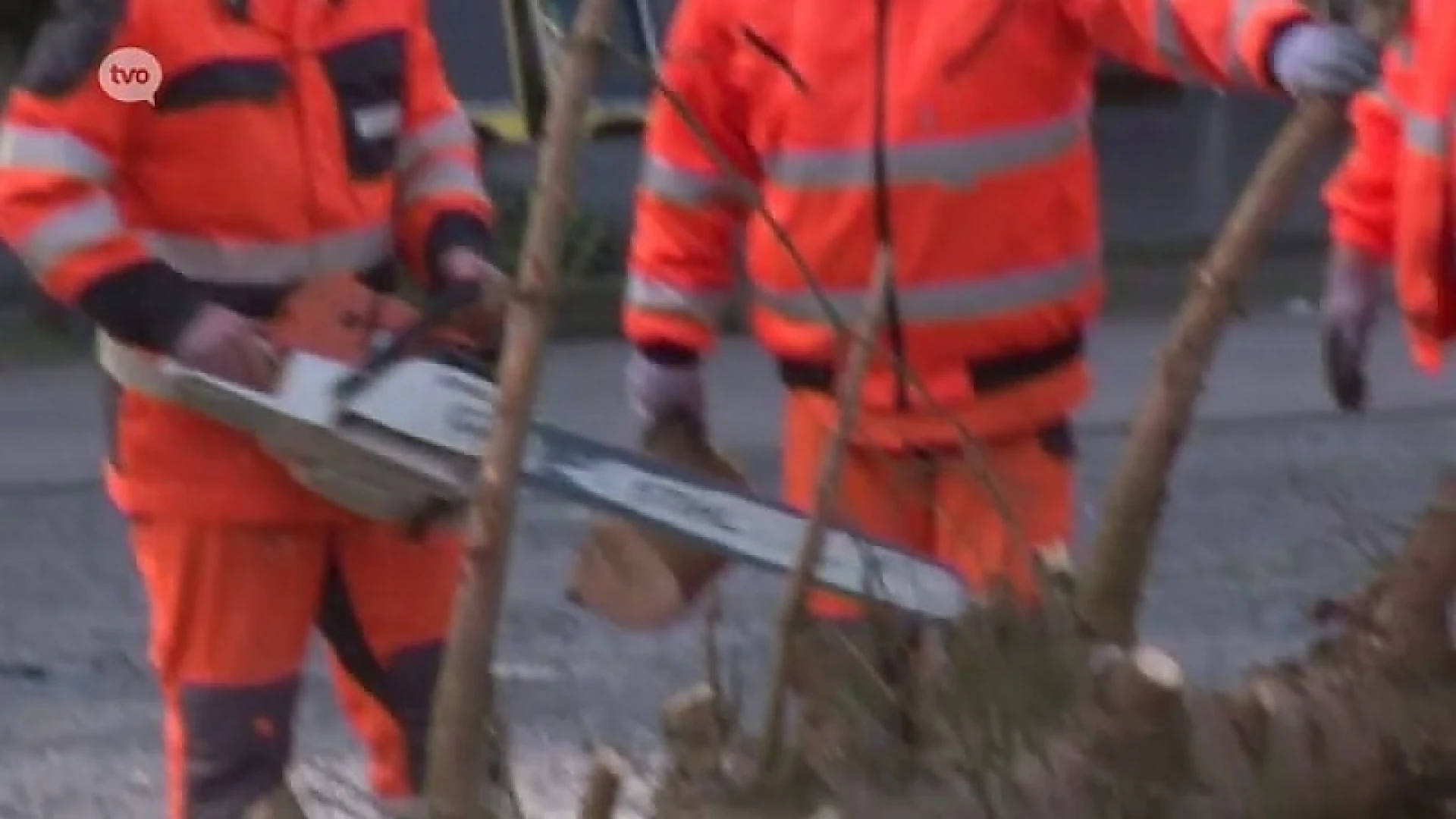 'Lelijkste kerstboom van België' dan toch brandhout