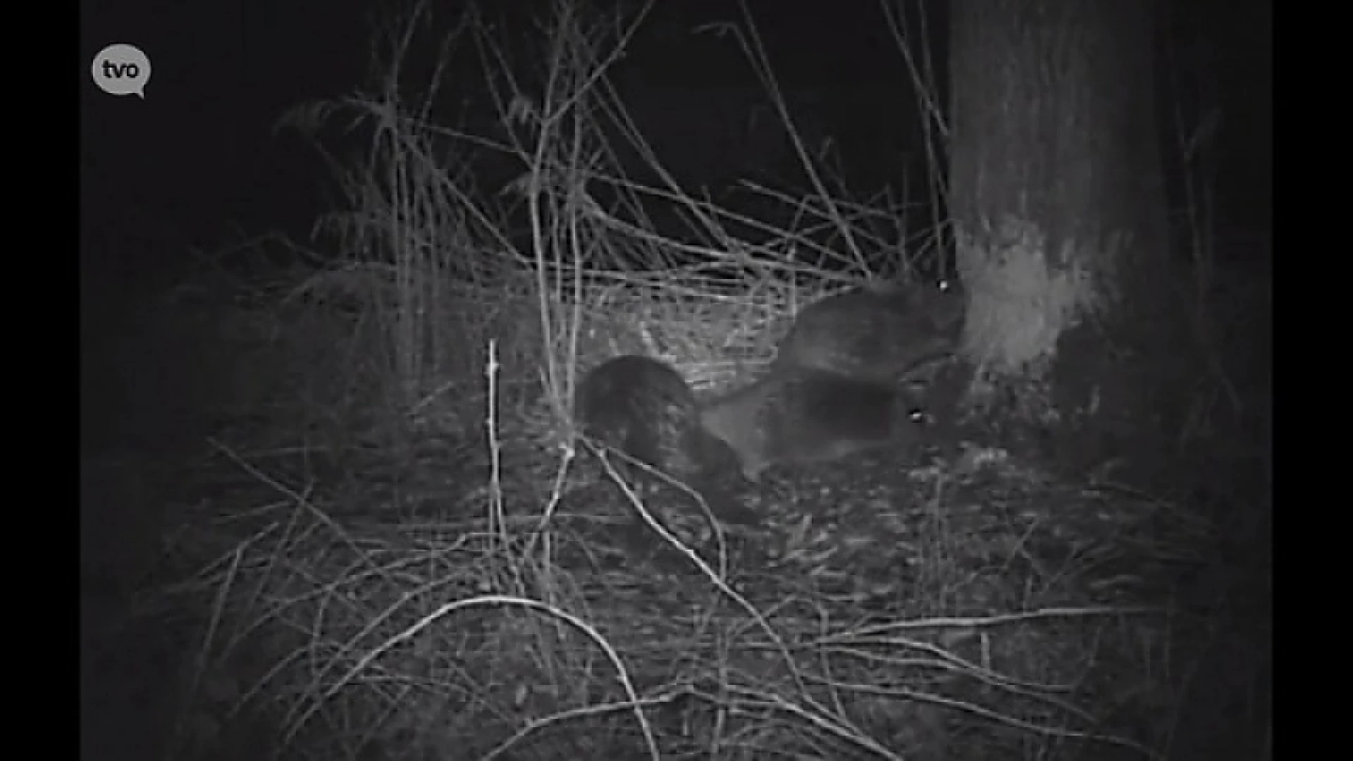 Bevers gespot langs Durme in Hamme en in polder Moerzeke