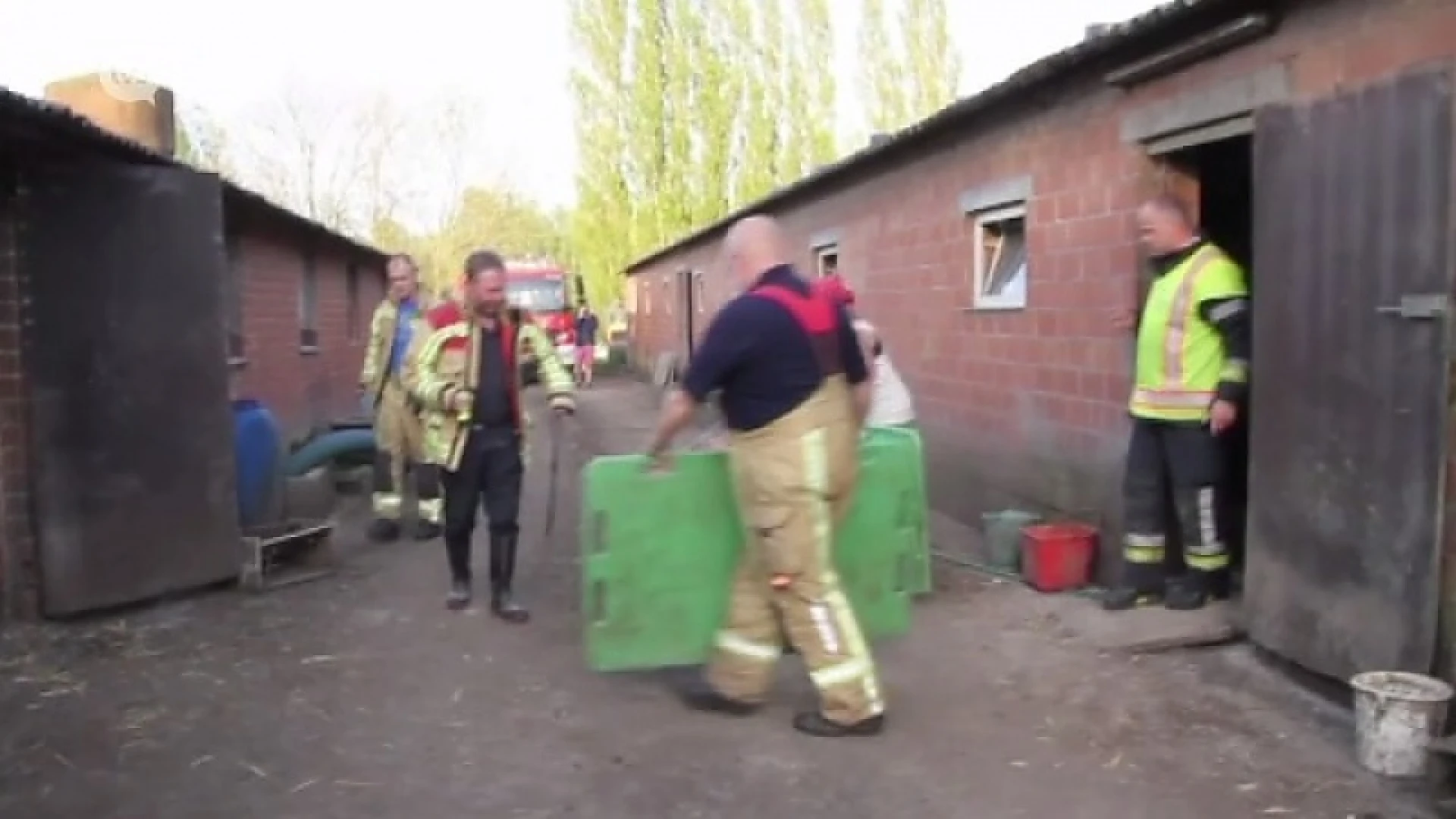 Brandweer moet 24 varkens redden uit beerput, 3 varkens sterven