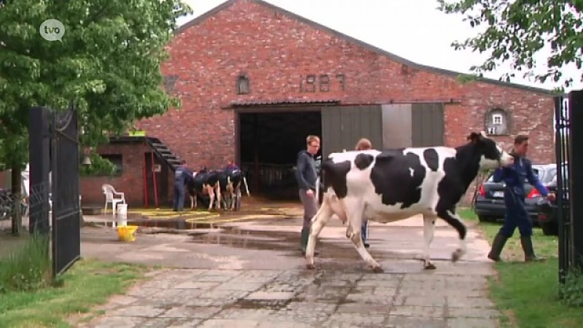 Hoofdafbeelding voor artikel Sint-Niklaas TV: Veeprijskampen