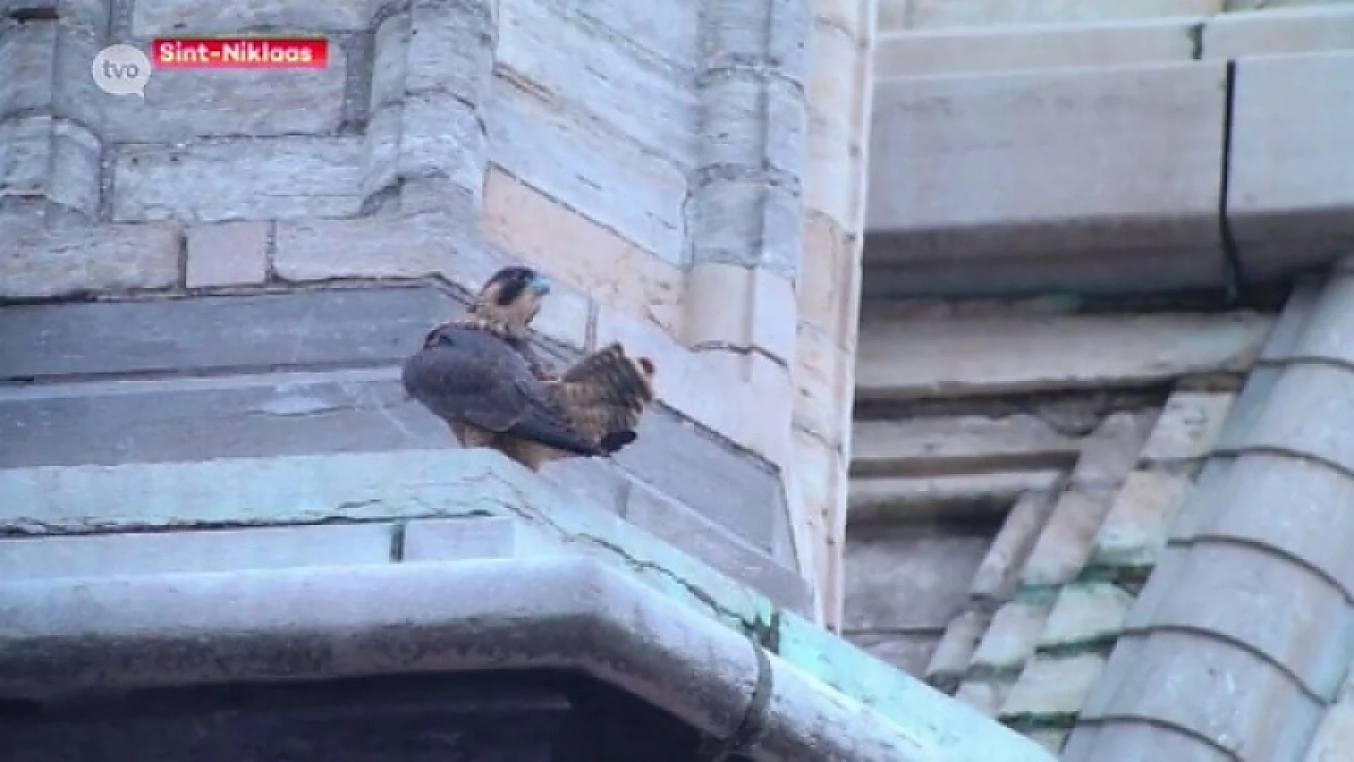 Slechtvalkjes verlaten nest van Onze-Lieve-Vrouwtoren in Sint-Niklaas