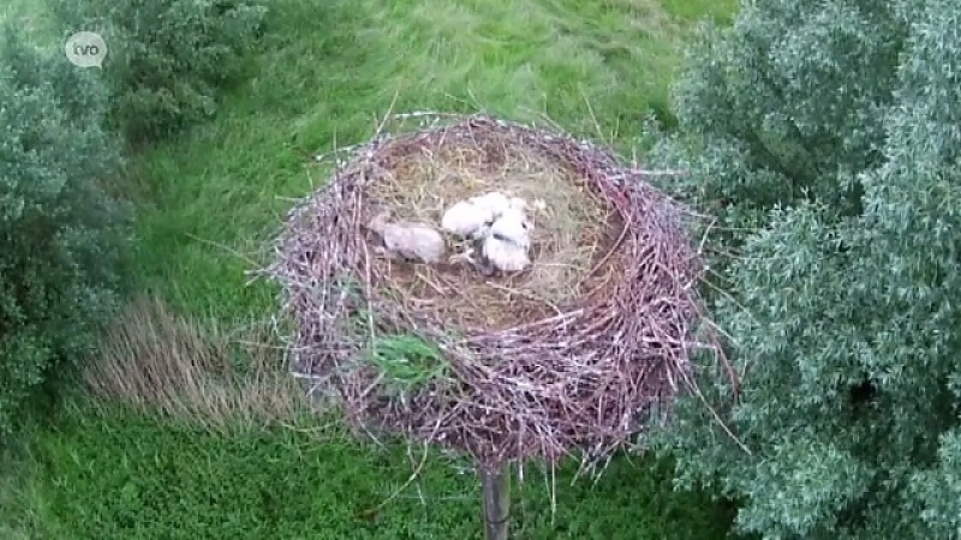 Ooievaarskoppel Daknamse Meersen verliest opnieuw nest kuikens