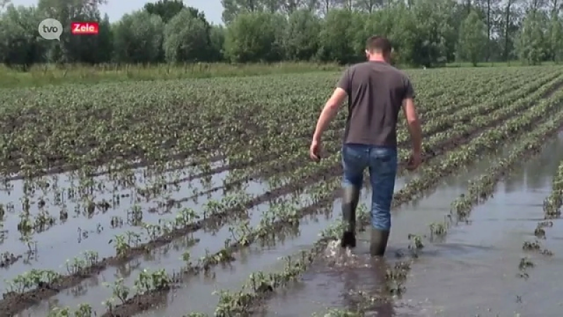 Boeren Zele mogen hopen op financiële steun na verloren oogst