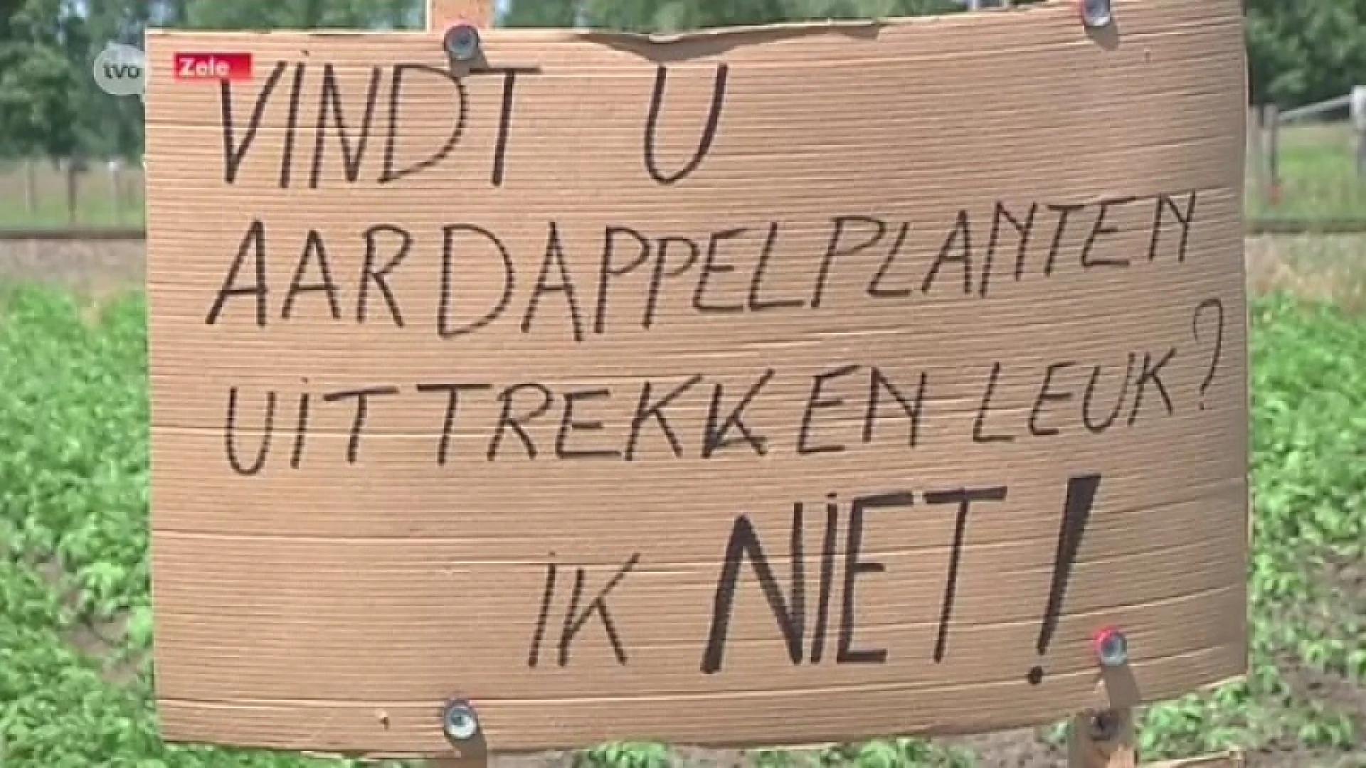 Aardappeldieven en vandalen aan het werk in Zele