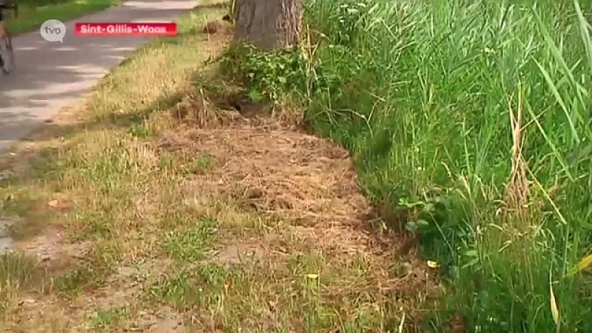 Natuurpunt kwaad over het maaien van bermen in Sint-Gillis-Waas