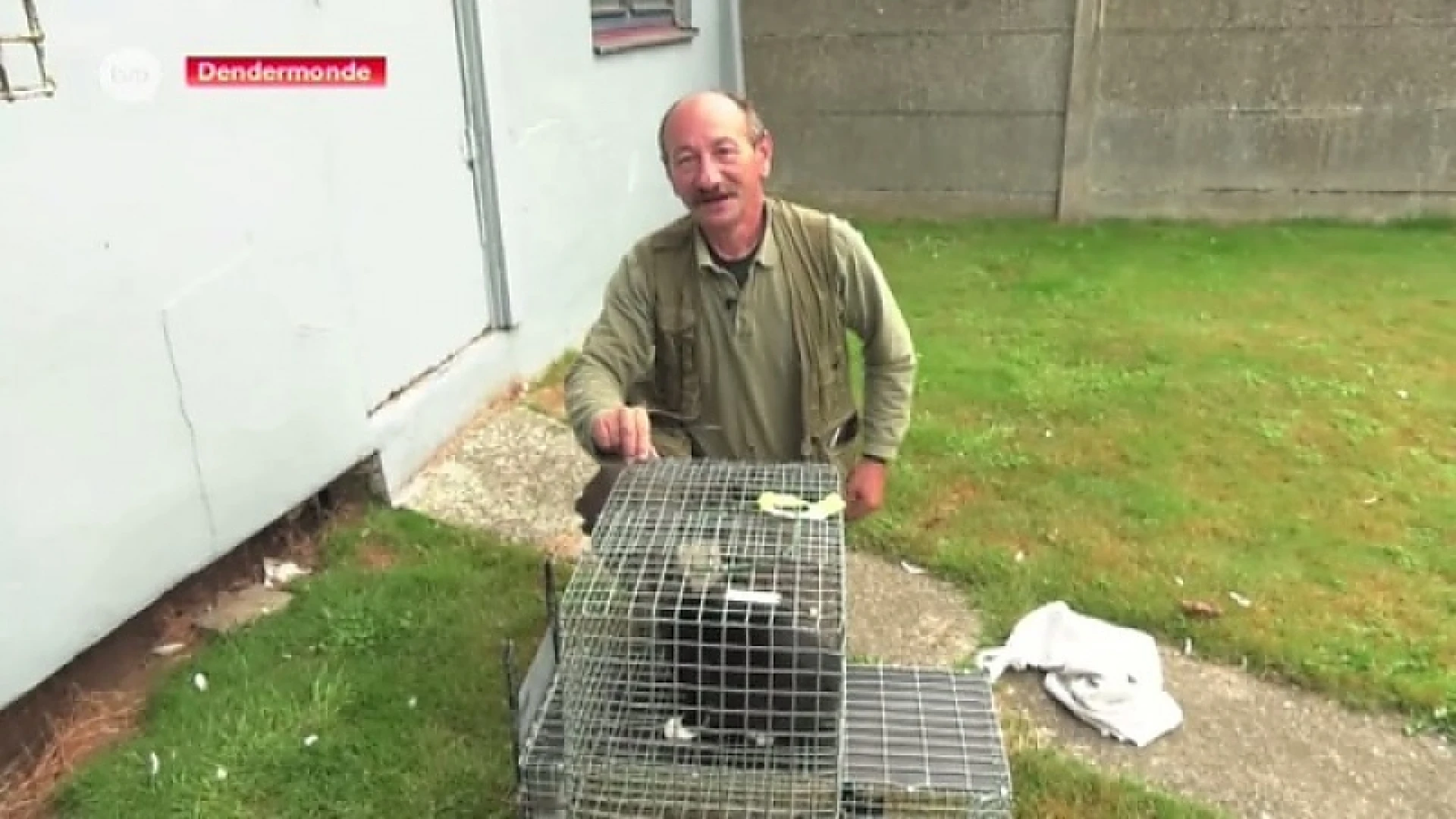 Kattenvanger van Dendermonde heeft de handen vol