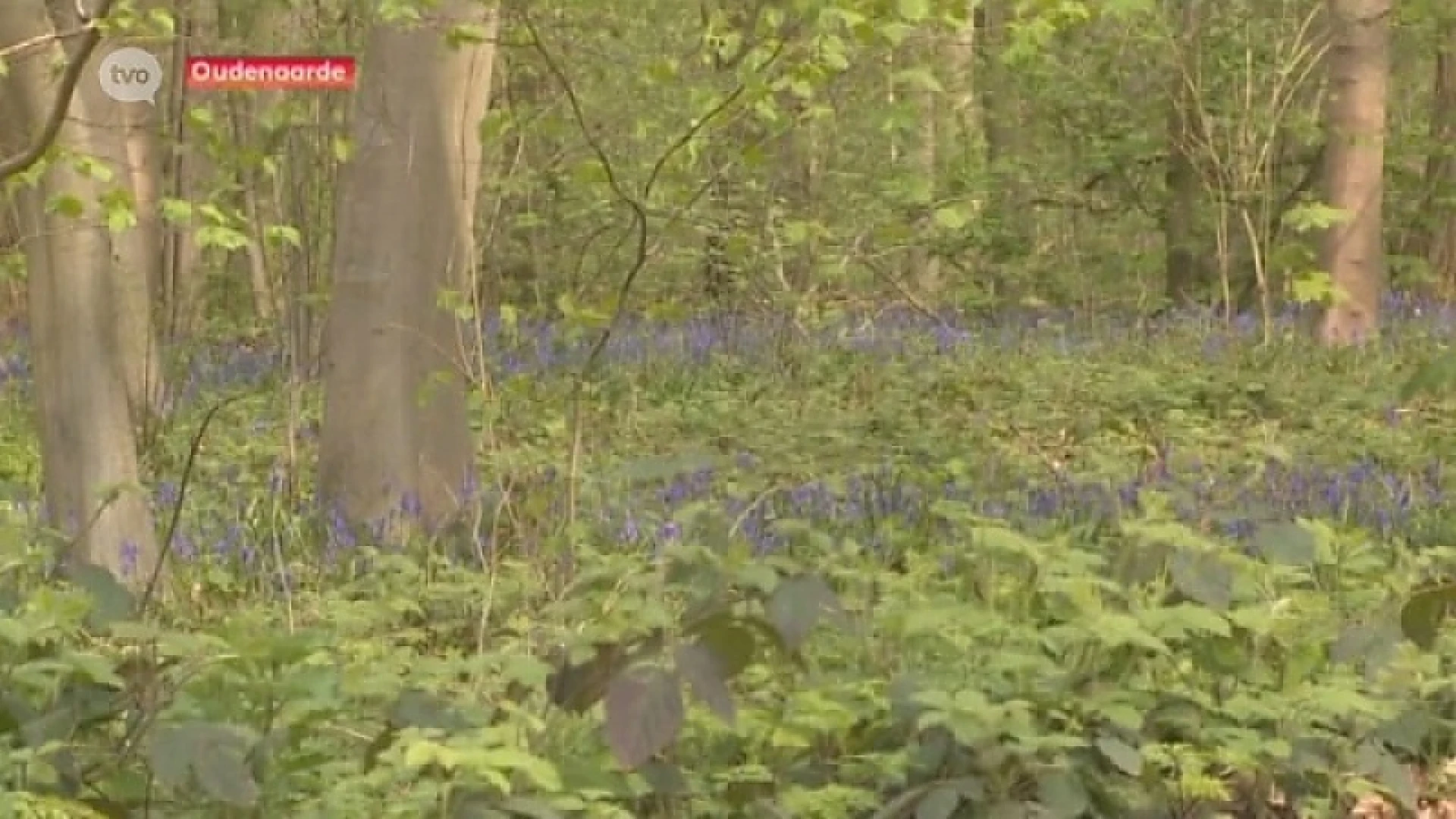 Boshyacinten zorgen opnieuw voor prachtige blauwe tapijten