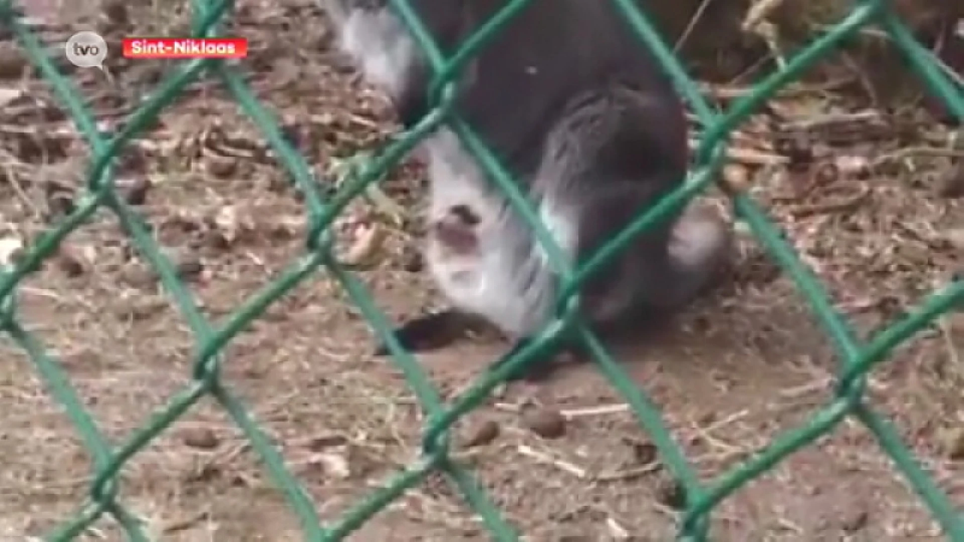 Baby Wallaby De Ster heeft het niet gehaald