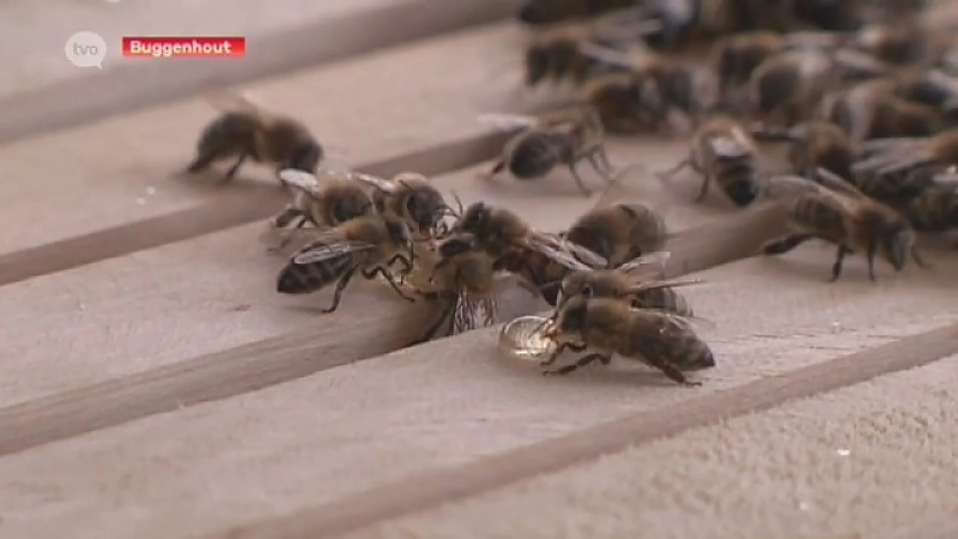 Imker uit Buggenhout neemt het op voor de bij!