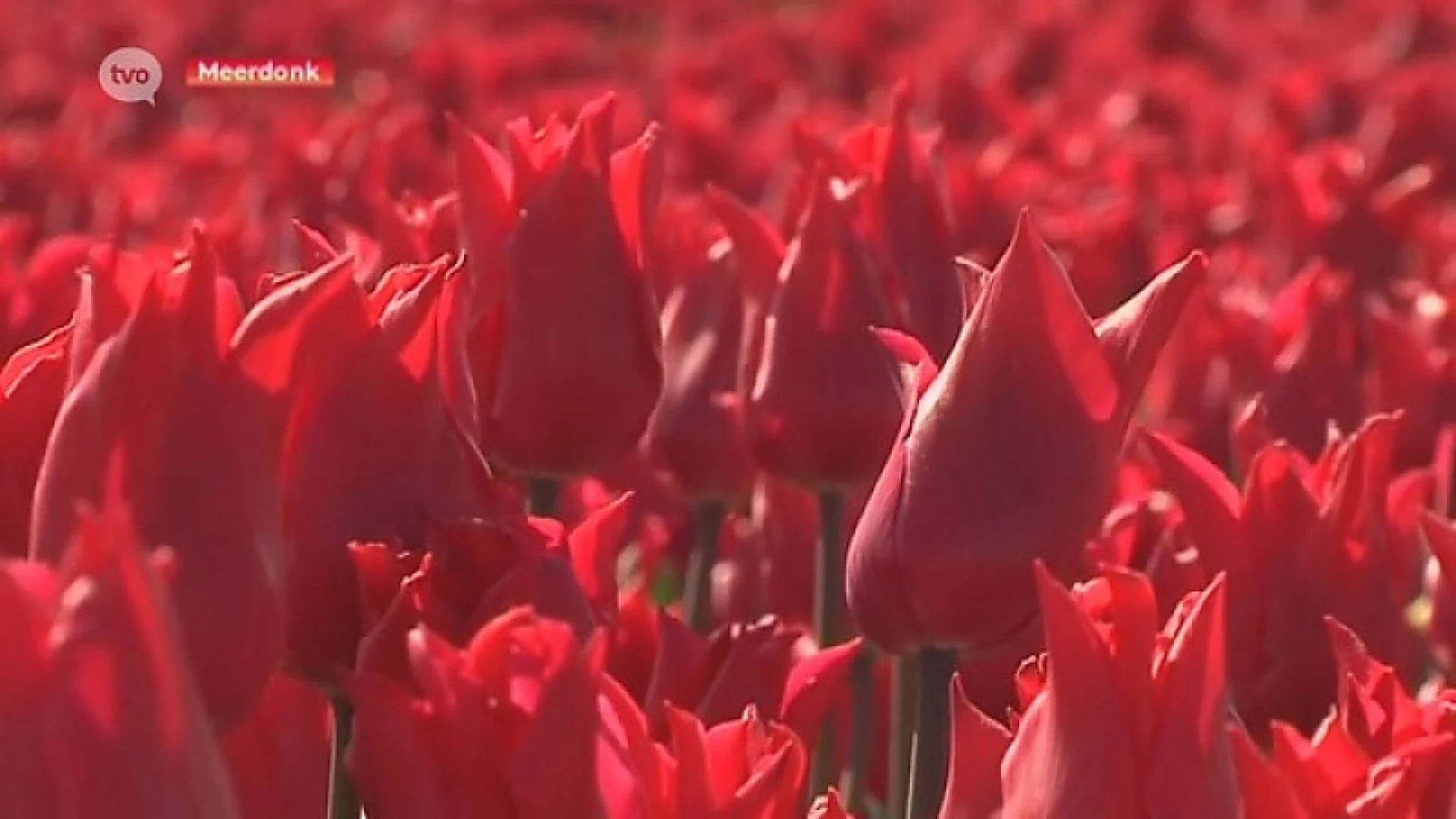 Mogen de tulpen in Meerdonk geplukt worden? Wij zoeken het voor u uit.