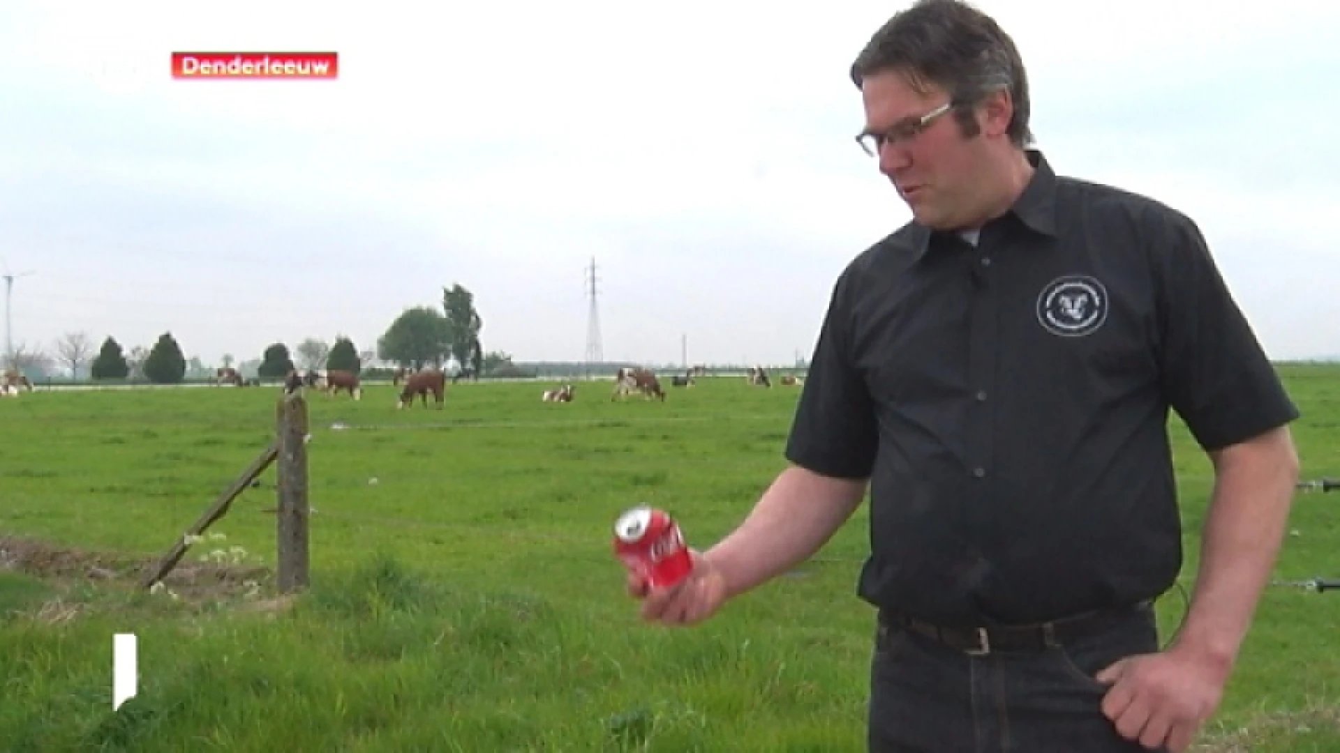 Koe dood door leeg drankblikje in weide in Denderleeuw