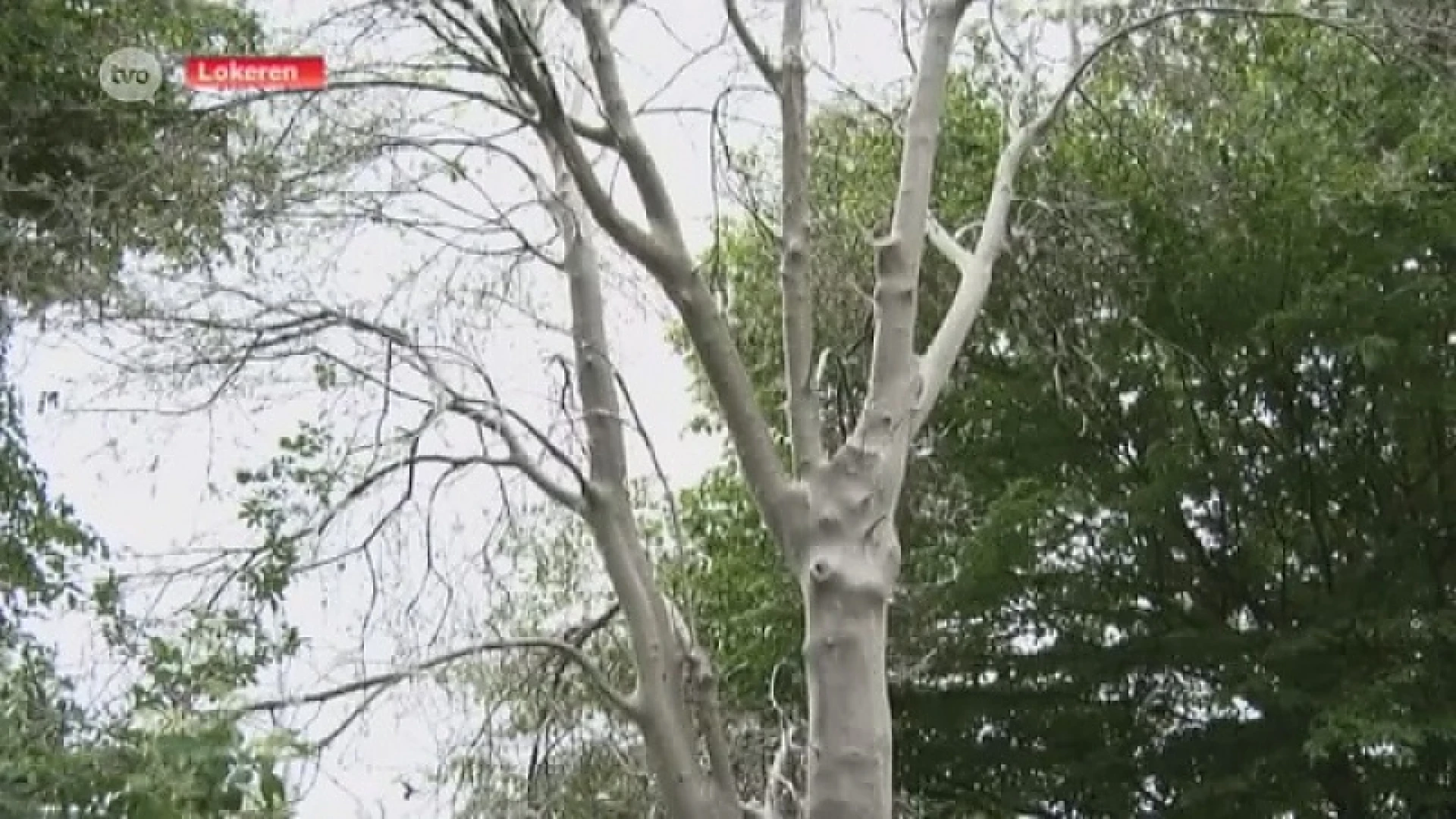 Eksaarde in de ban van 'spookbomen'