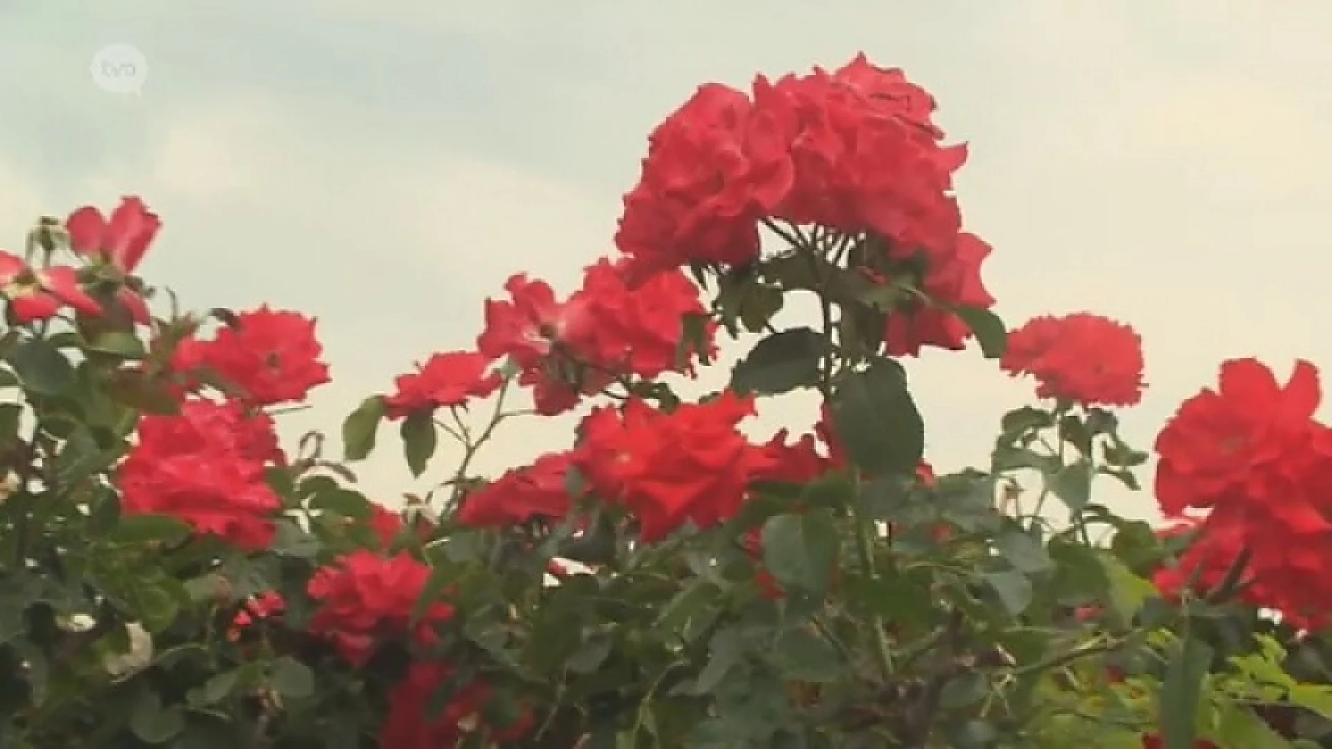 Hoofdafbeelding voor artikel Plattelandspret: Afl. 13 2017