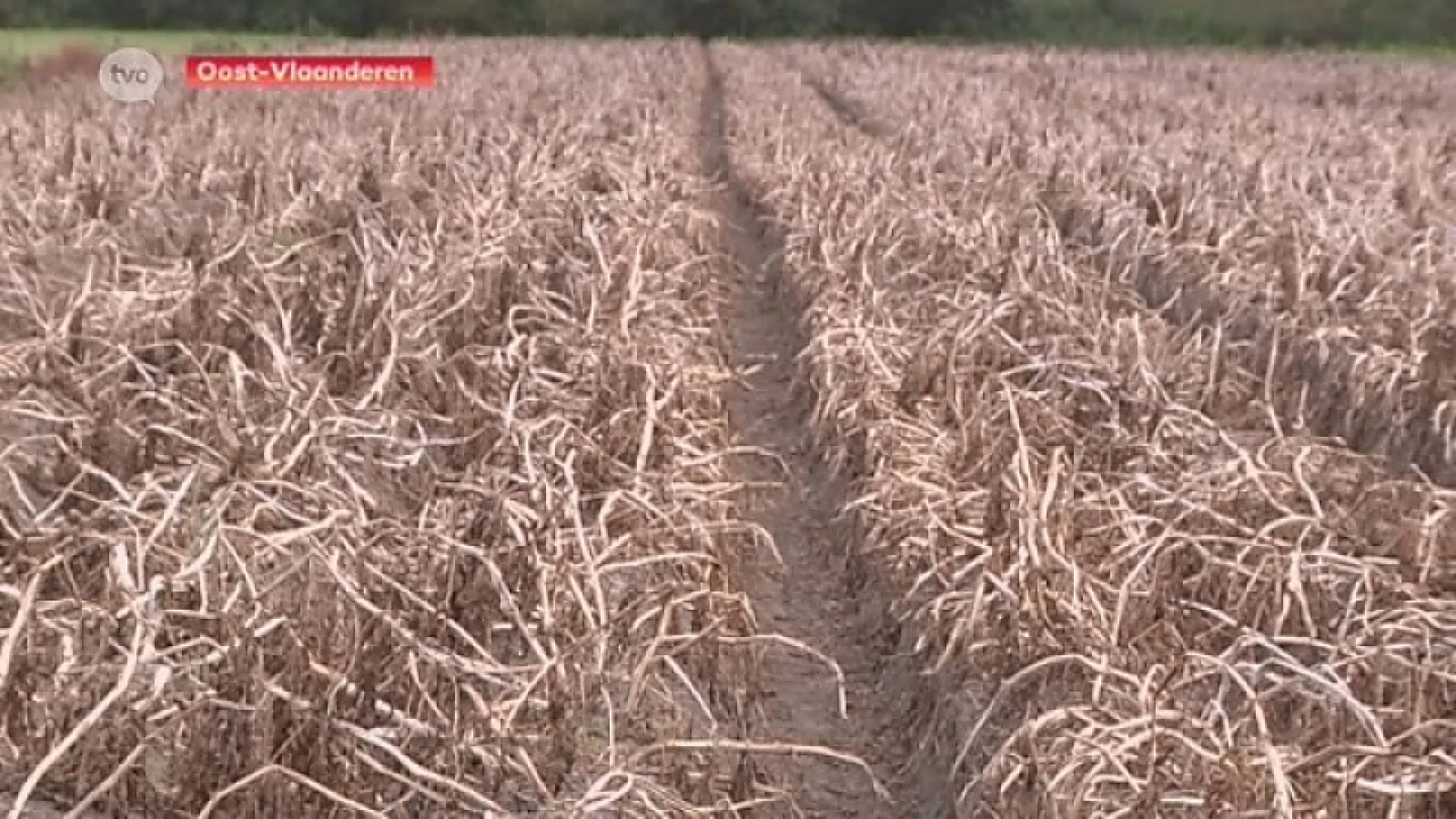 Hoofdafbeelding voor artikel 44 Oost-Vlaamse gemeenten…