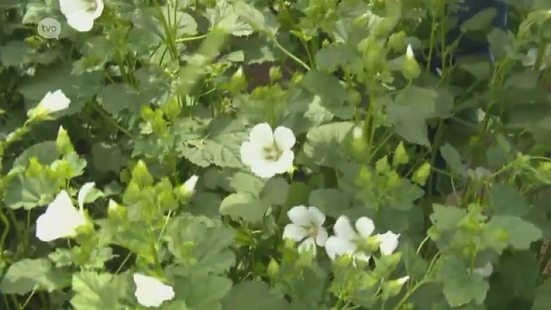 Hoofdafbeelding voor artikel Plattelandspret: Afl. 15 2017