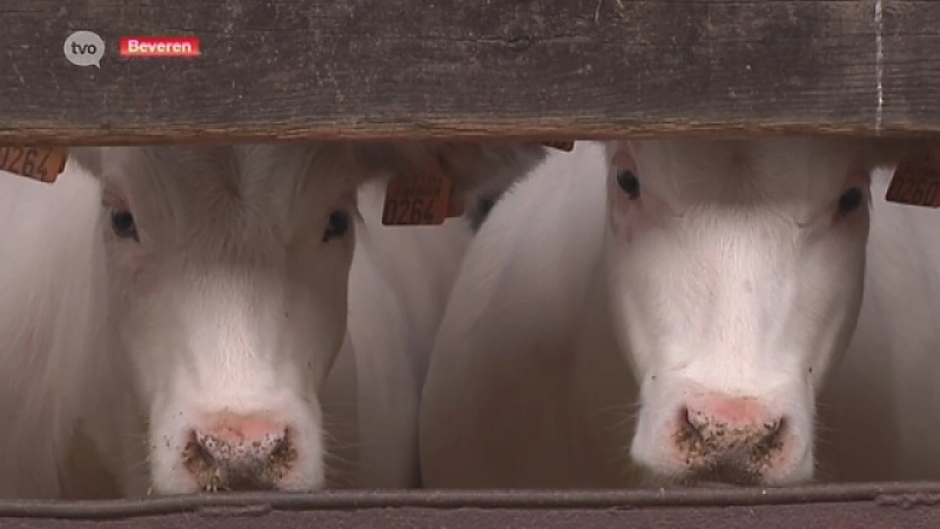 Hoofdafbeelding voor artikel Fokveedag Beveren: Helft van…