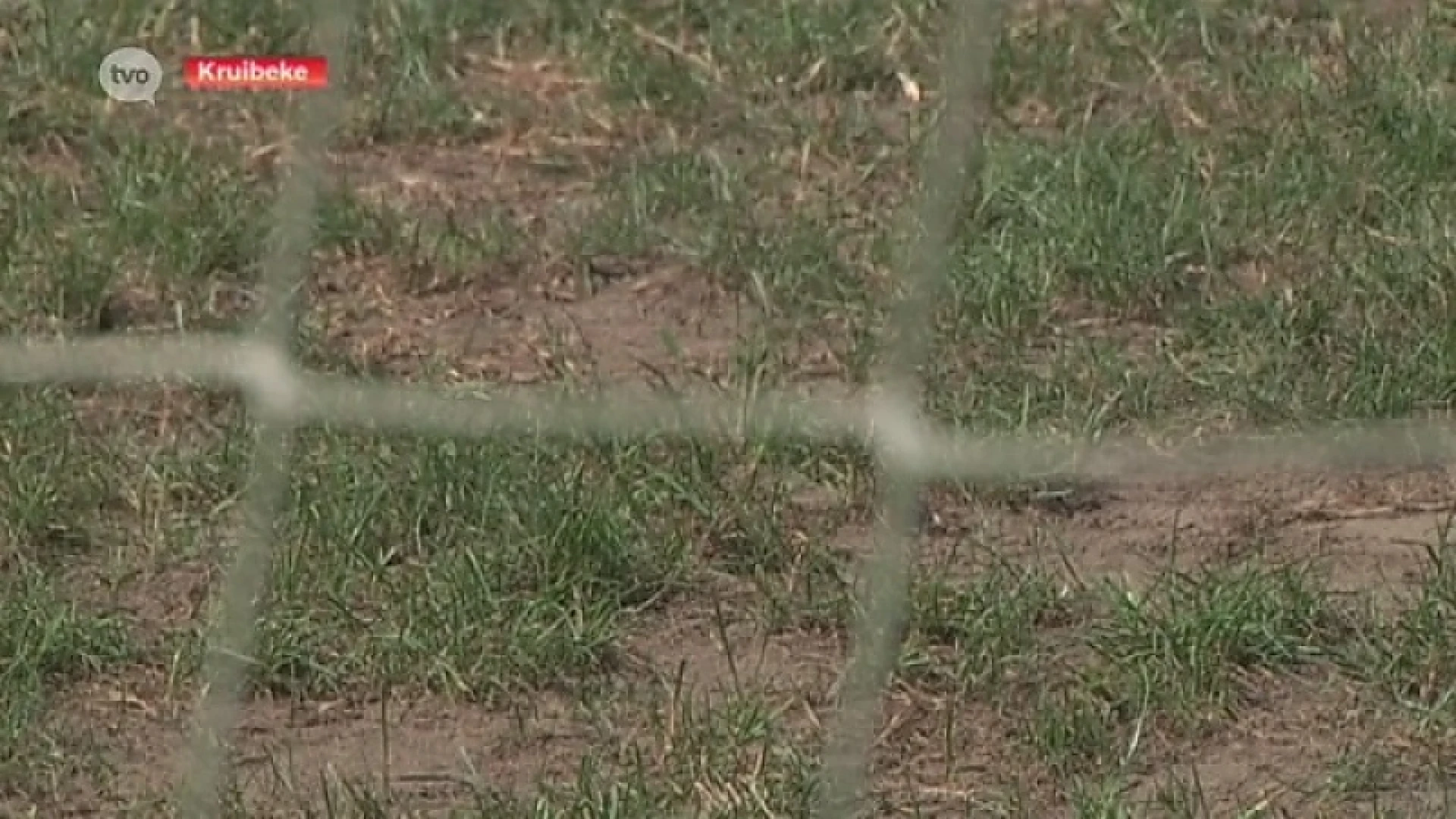 Is dit een voetbal- of patattenveld?