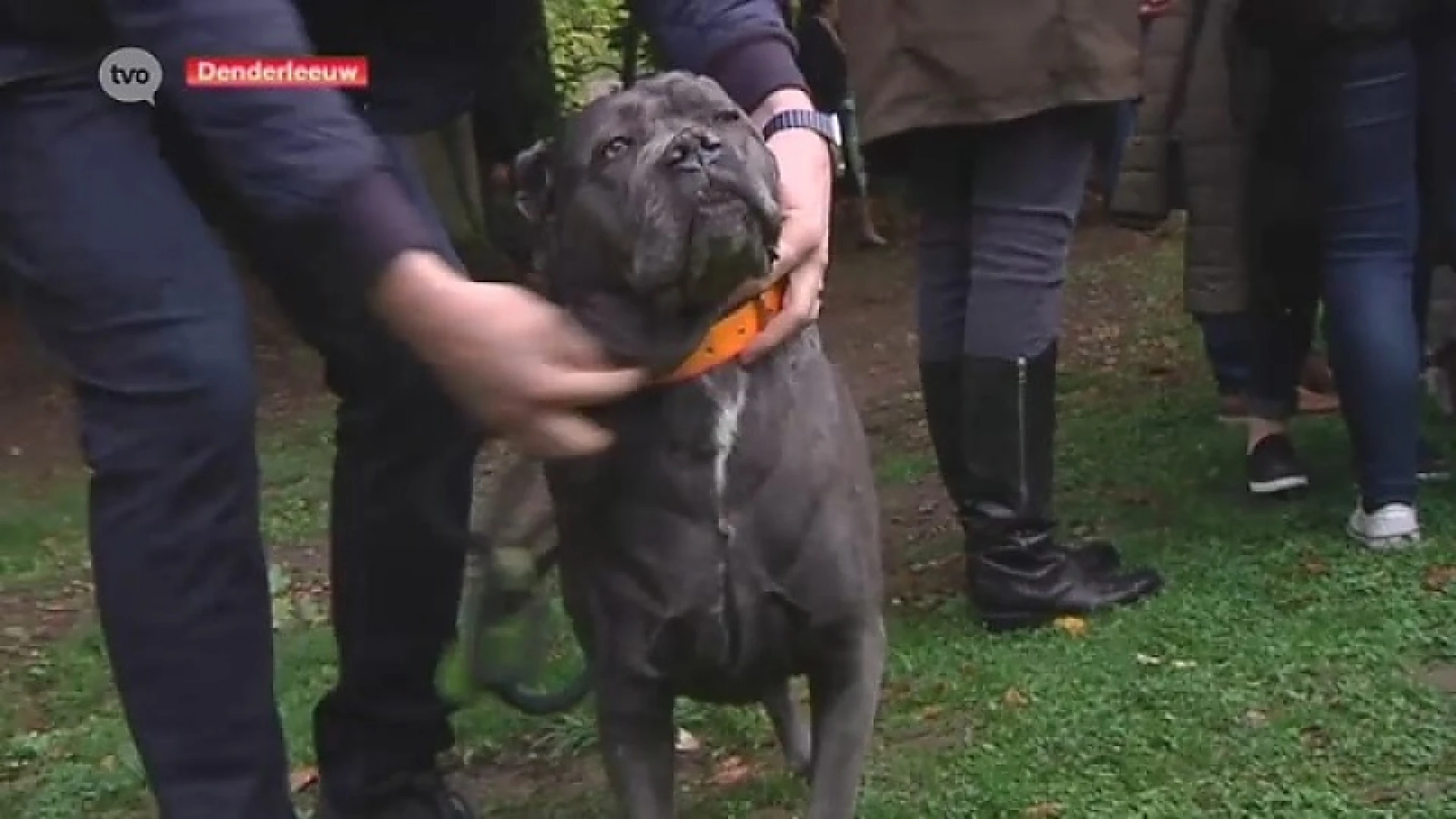 Denderleeuw opent een van de eerste dierenherdenkingsplaatsen in Vlaanderen