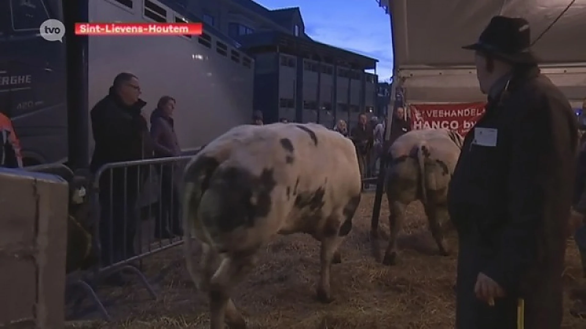 Runderen kopen op de Winterjaarmarkt in Sint-Lievens-Houtem