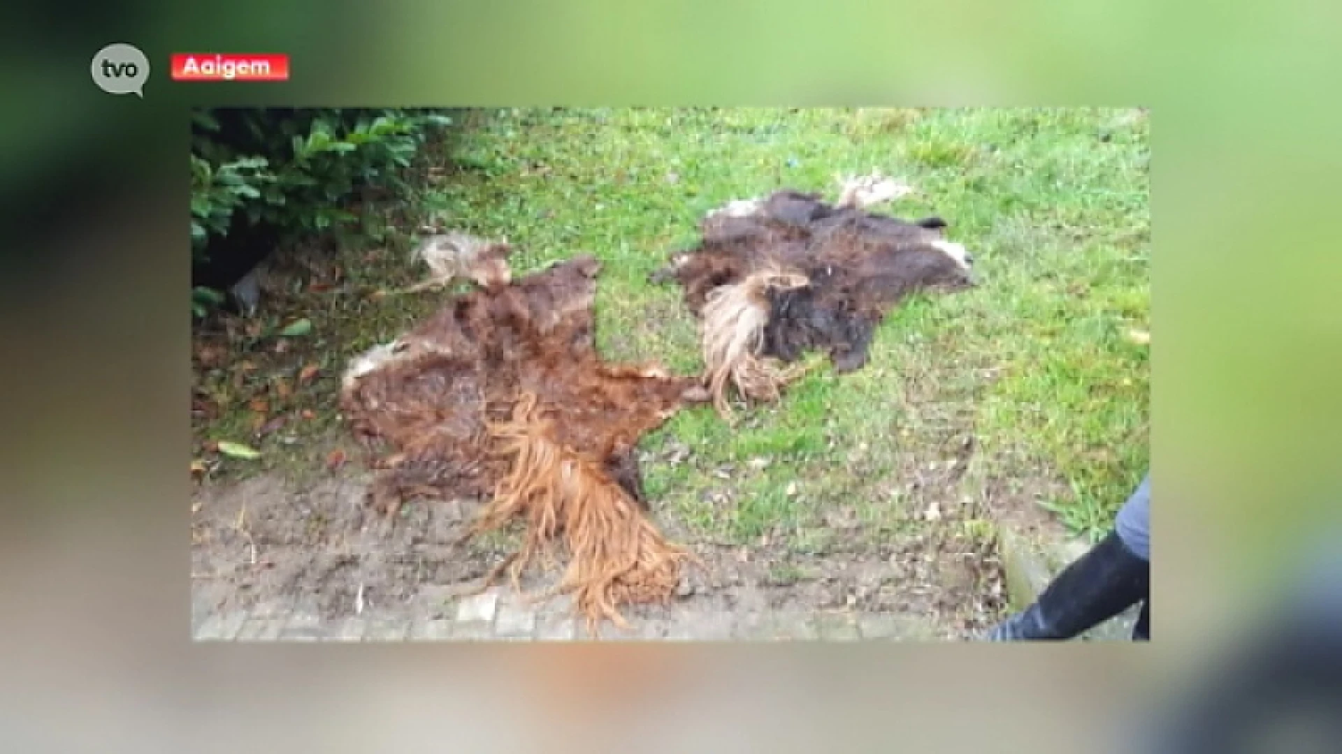 Gruwelijk: 2 ponyhuiden gevonden in bouwcontainer in Aaigem, politie zoekt naar tips