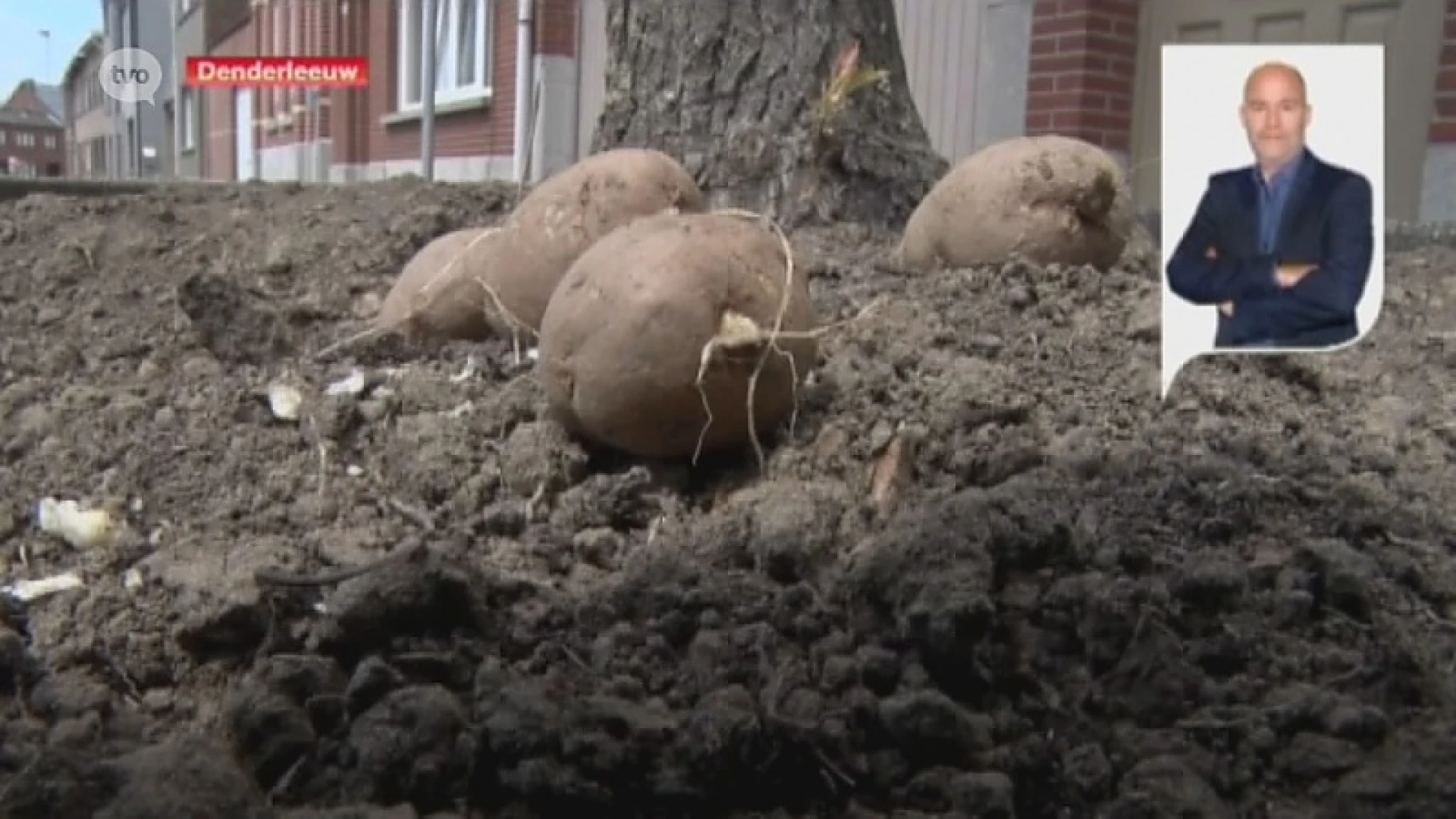 Burgemeester Denderleeuw: "Actie aardappelplantjes is nobel, maar het mag niet"