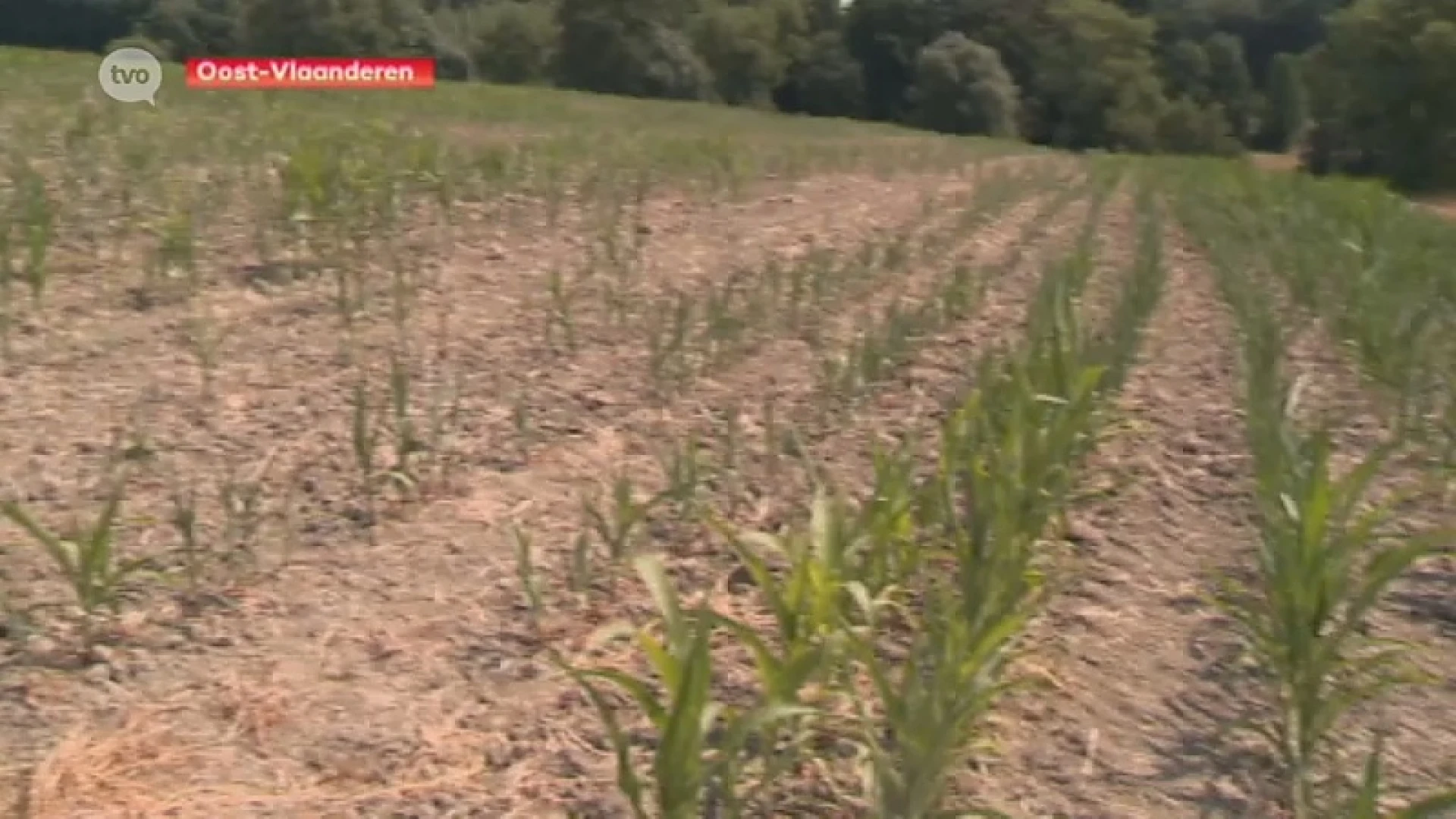 Boeren vragen om droogte te erkennen als ramp