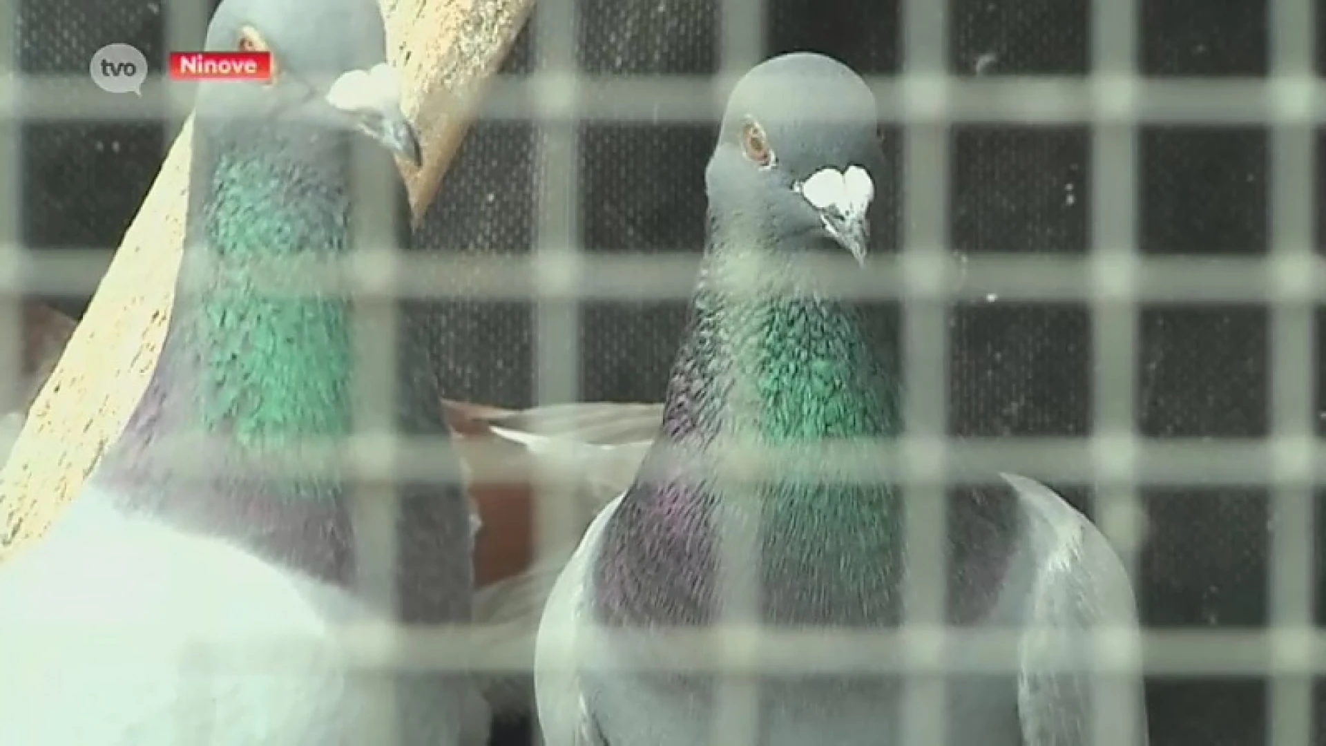 Hoofdafbeelding voor artikel Pseudovogelpest ramp voor…