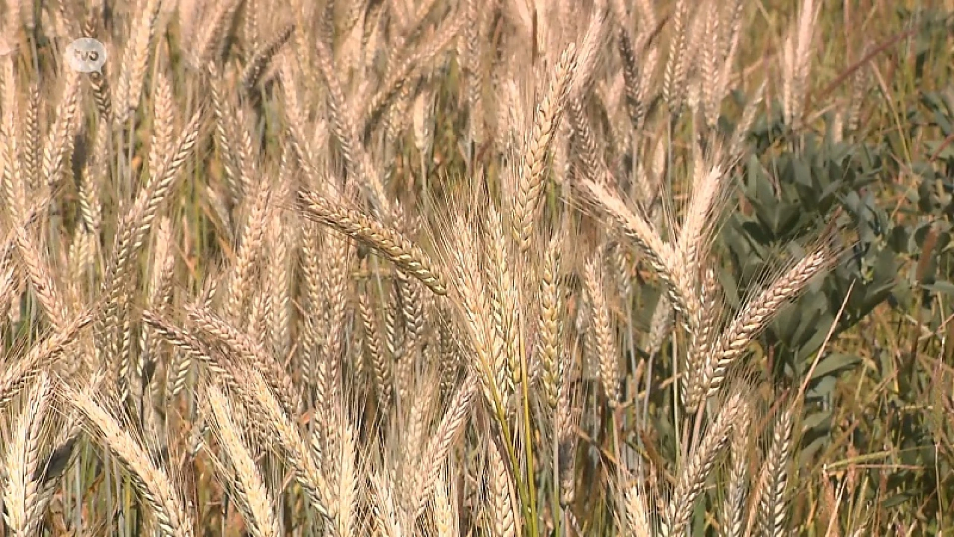 Hoofdafbeelding voor artikel Plattelandspret: Afl. 15 2018