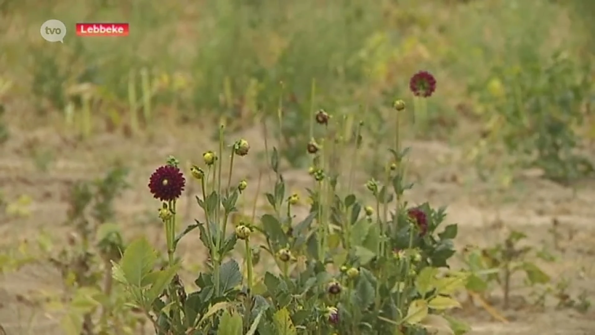 Corsogroep Wonderland moet noodgedwongen bloemen in Nederland kopen