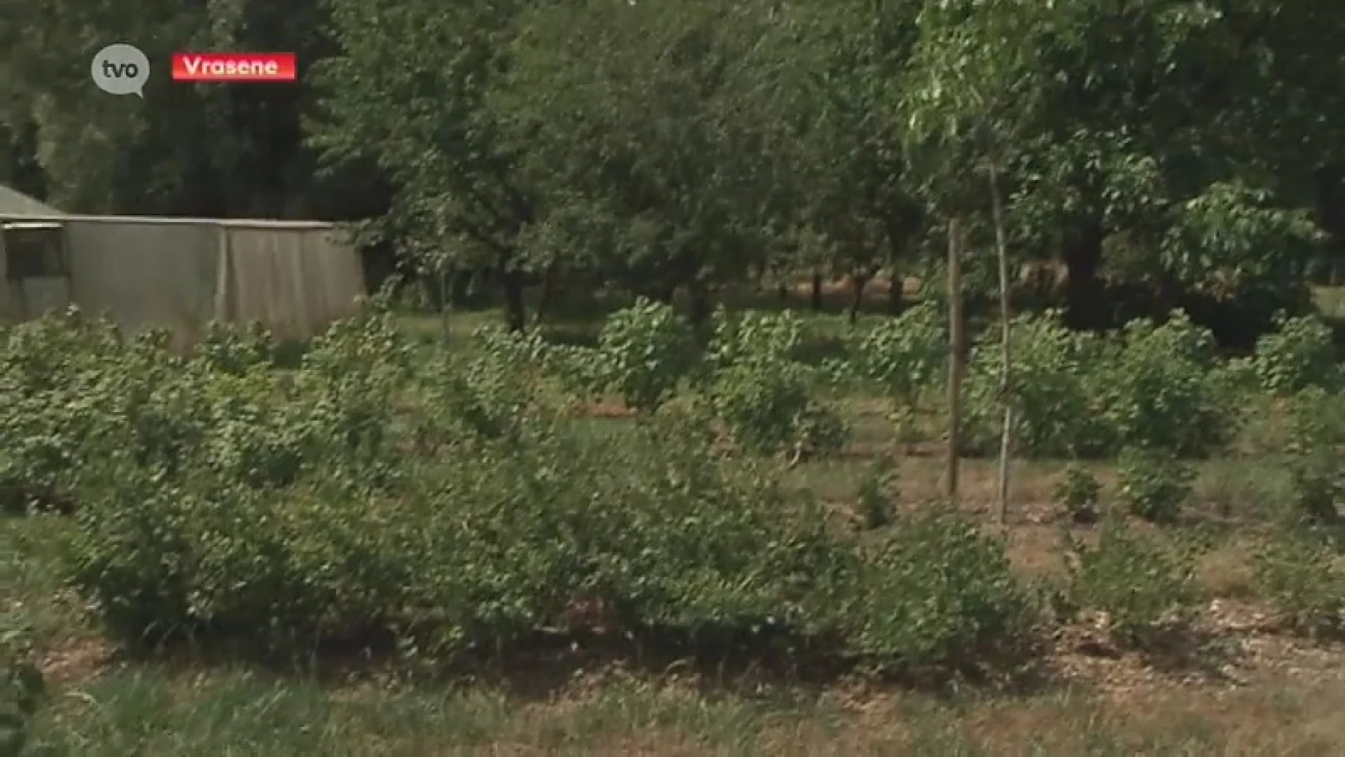 Al gehoord van 'agroforestry'? Boer uit Vrasene kent dé oplossing tegen de droogte in de landbouw.