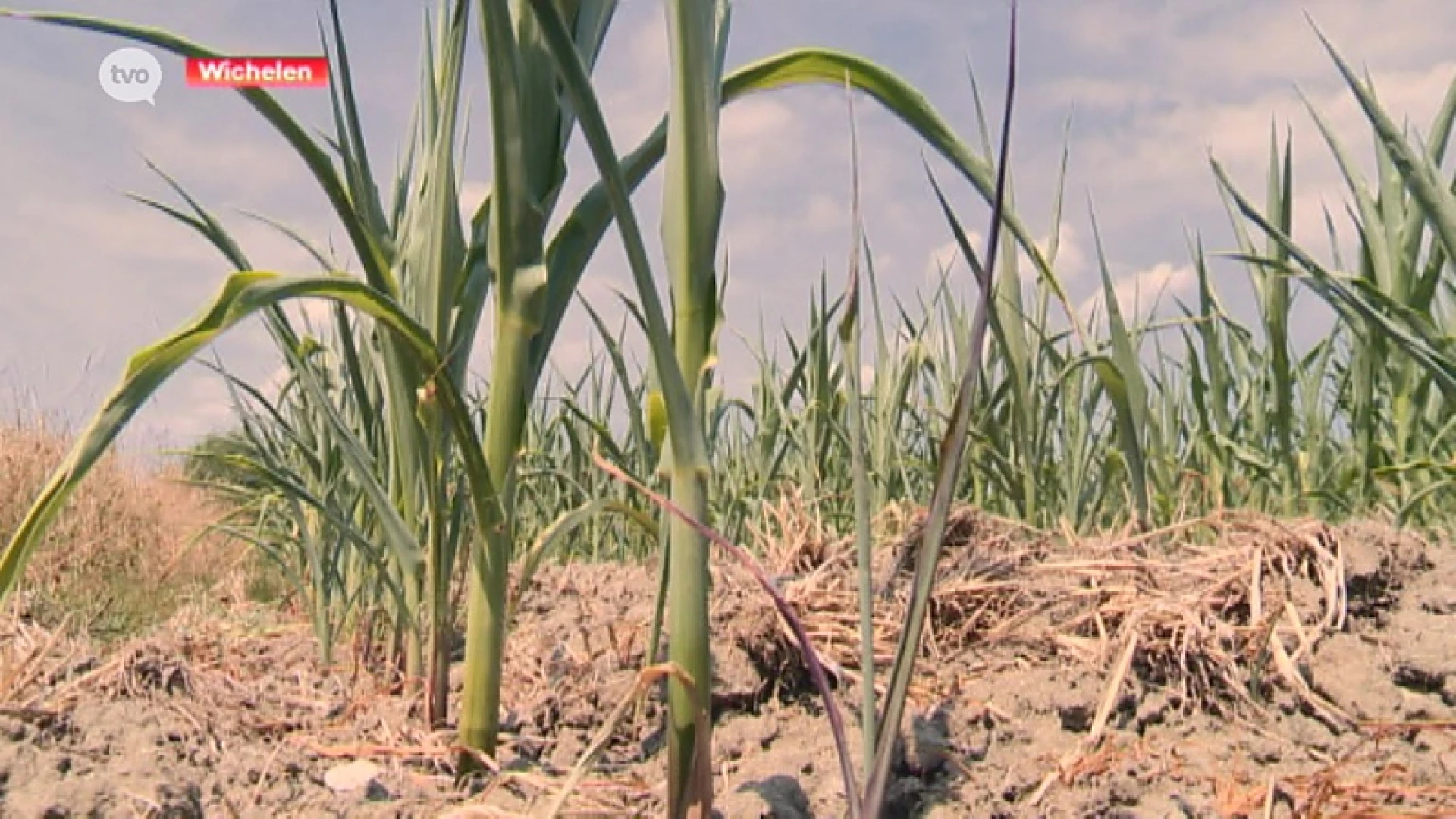 Wichelen: Land- en tuinbouwers met schade door droogte, meld het aan gemeentebestuur