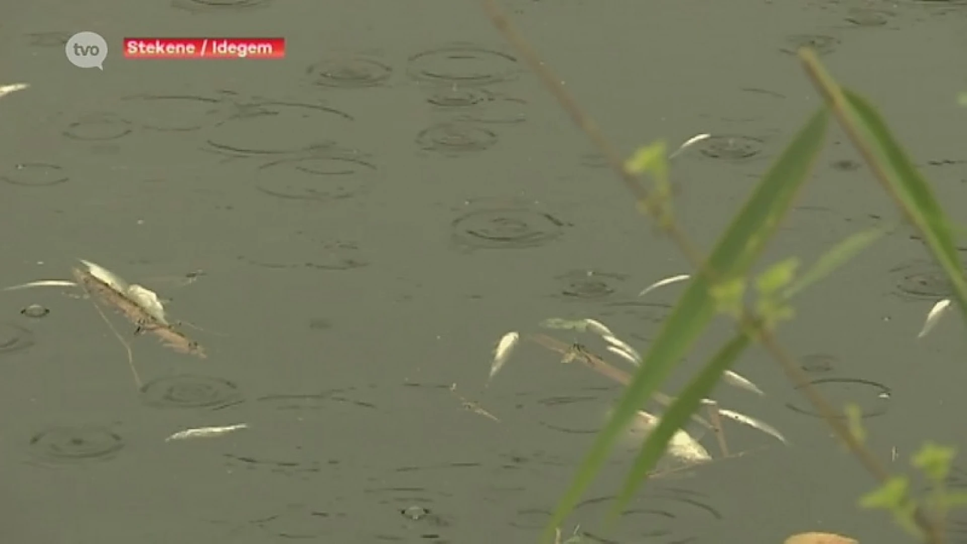 Regen komt te laat voor heel wat vissen