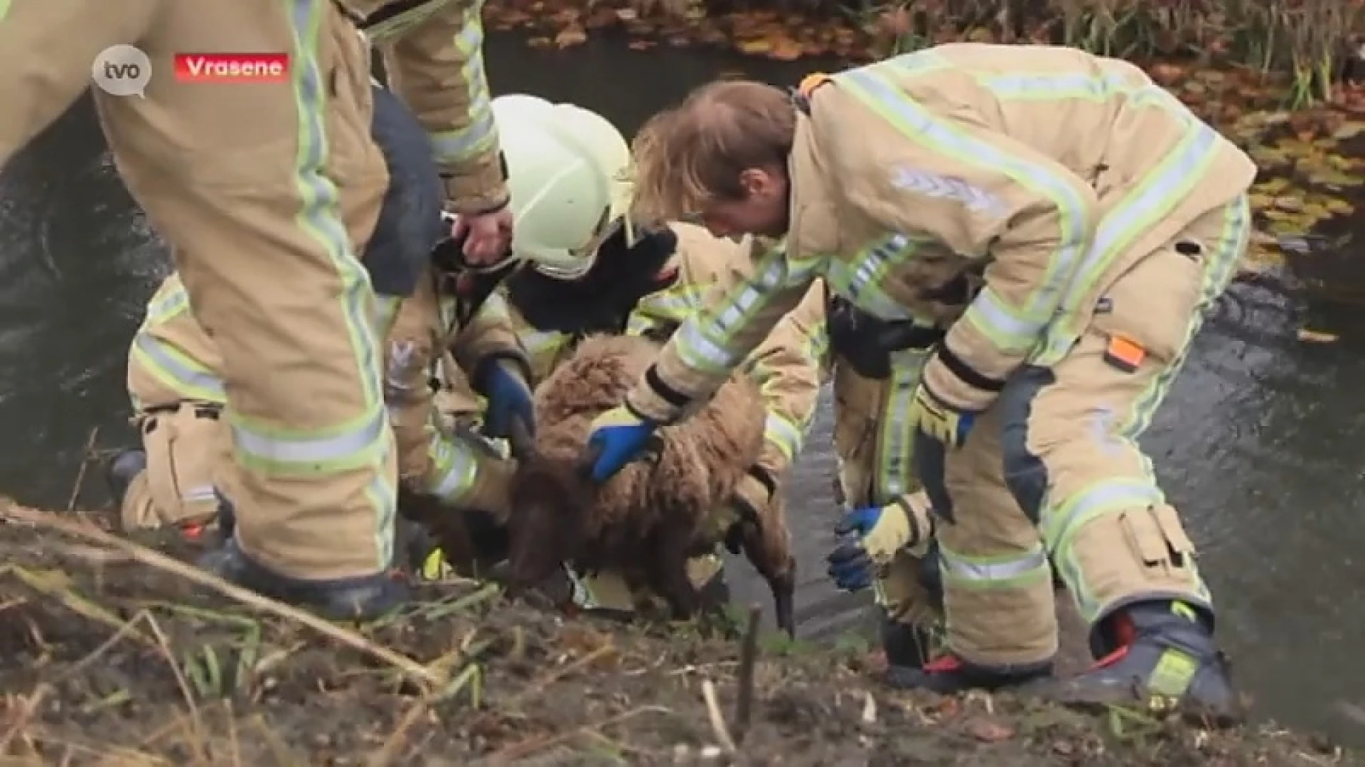 Schaap ternauwernood van verdrinkingsdood gered door brandweer in Vrasene