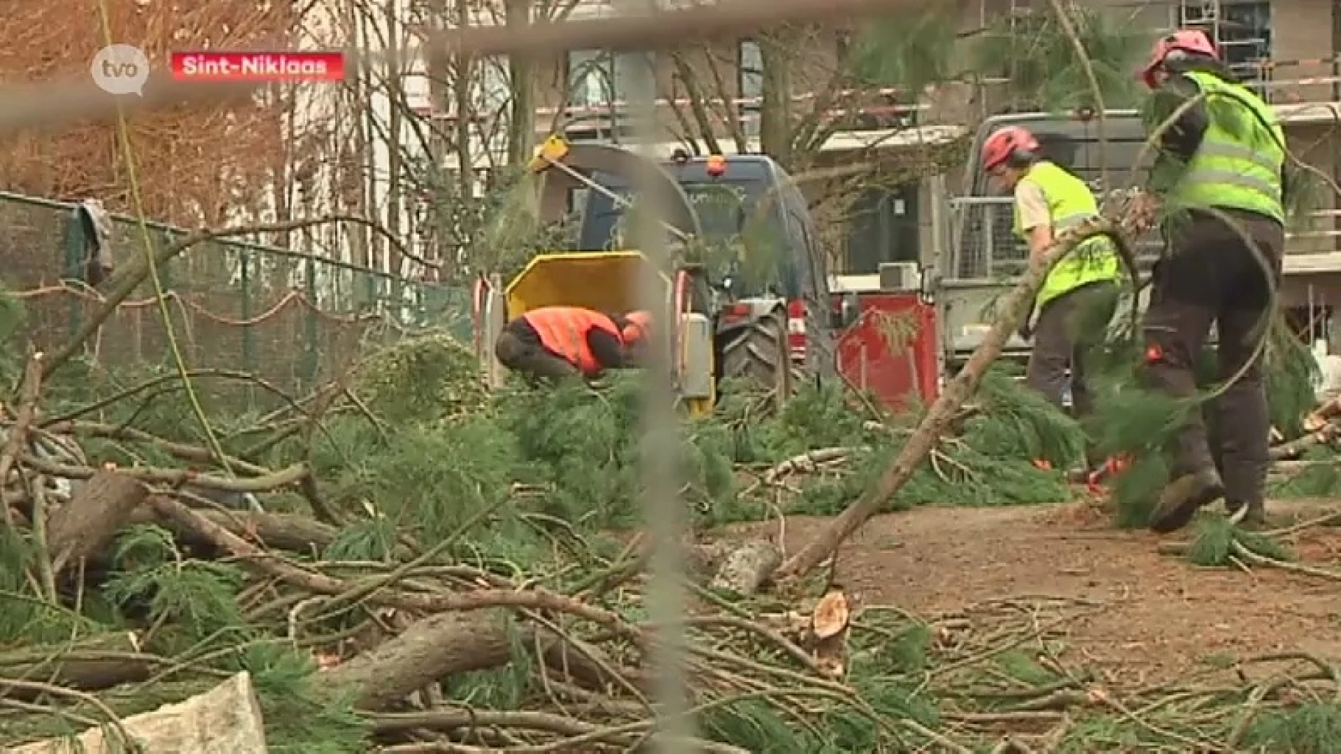 Hoofdafbeelding voor artikel Sequoia langs gewestweg in…