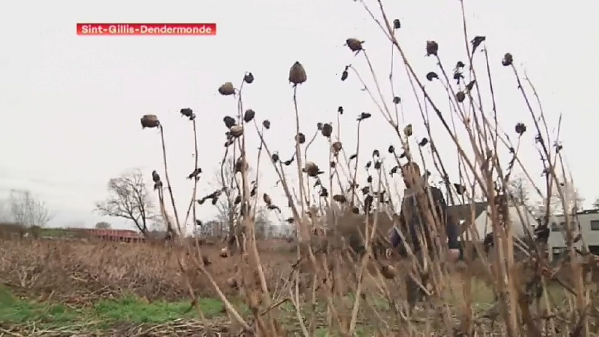 Bloemencorso Sint-Gillis zoekt miljoen bloemen: "Dringend extra velden nodig!"