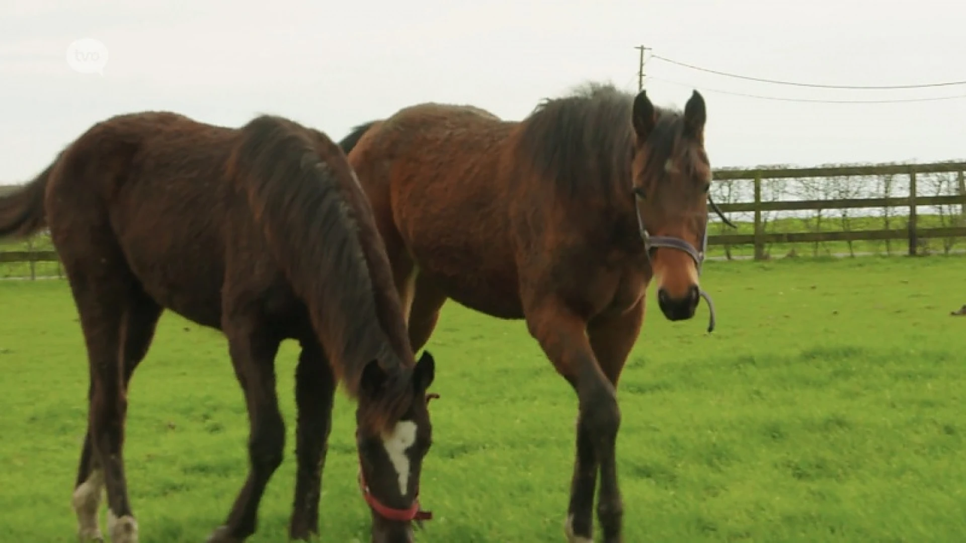 Plattelandspret: Afl. 6 2019
