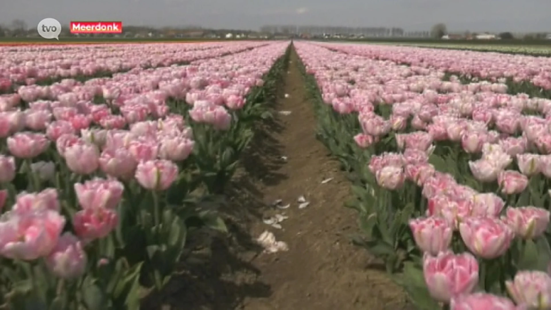 Opnieuw prachtige tulpenvelden aan Nederlandse grens in Meerdonk