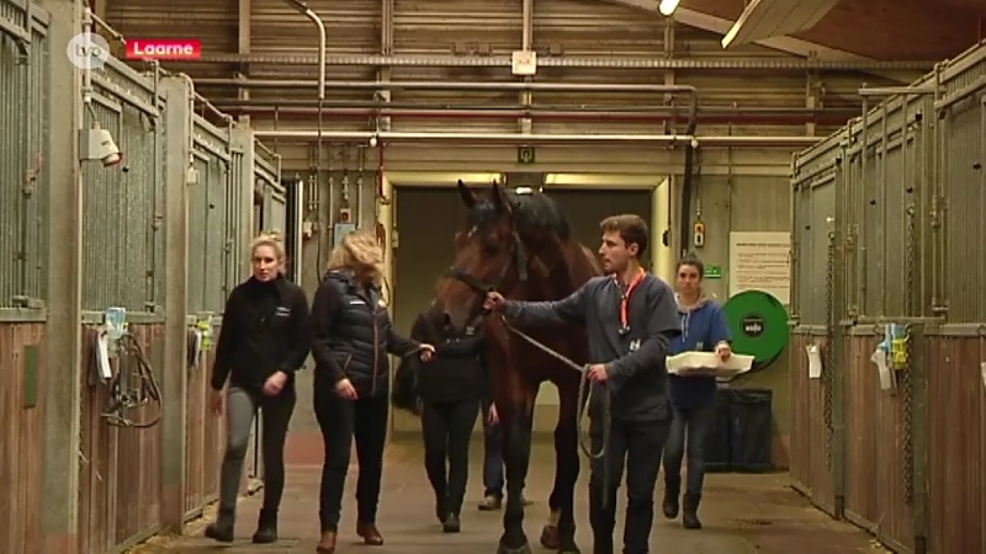 Eigenaars opgelet! "Zaden en scheuten van esdoorns zijn dodelijk voor paarden"