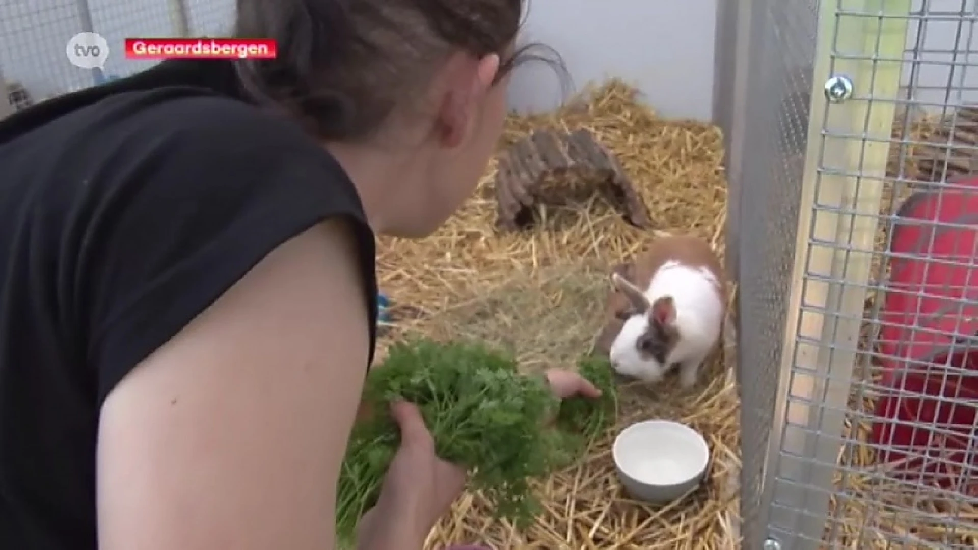 Konijnenasiel barst uit zijn voegen: “Al honderd dieren op wachtlijst”