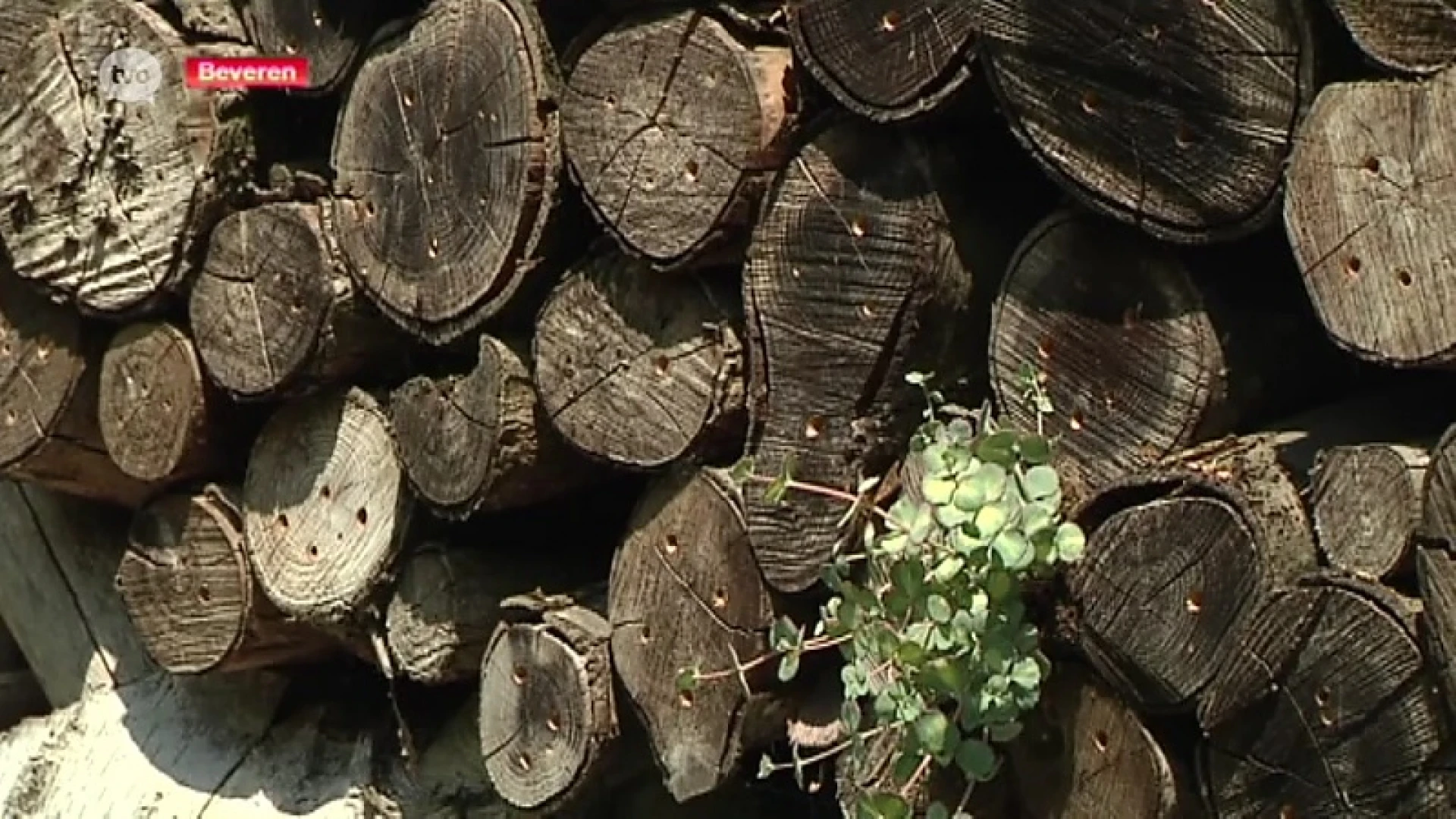 Niet Beveren maar Damme heeft mooiste bijentuin