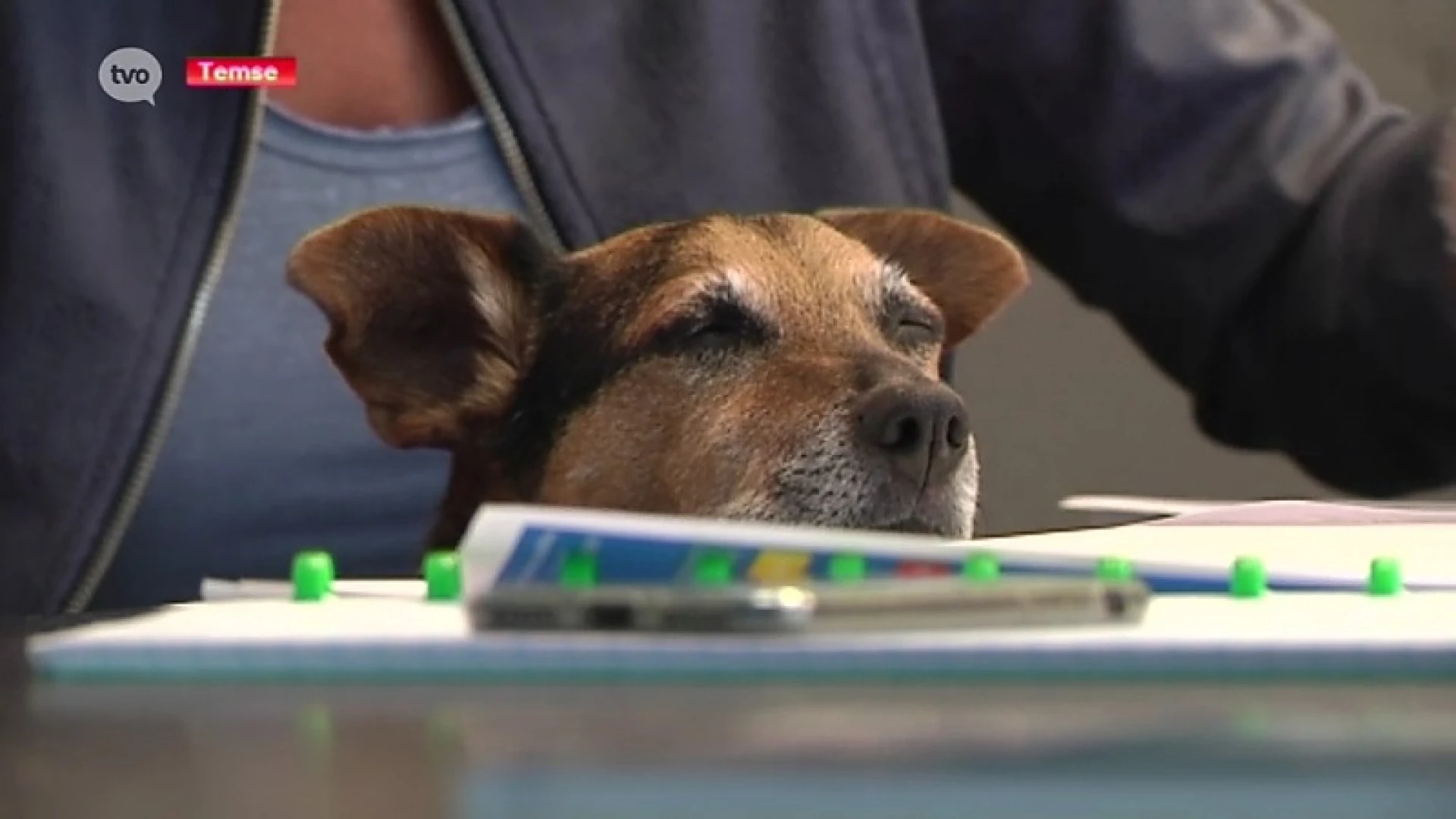 Honden baas op dit bedrijf in Temse (voor één dag toch)