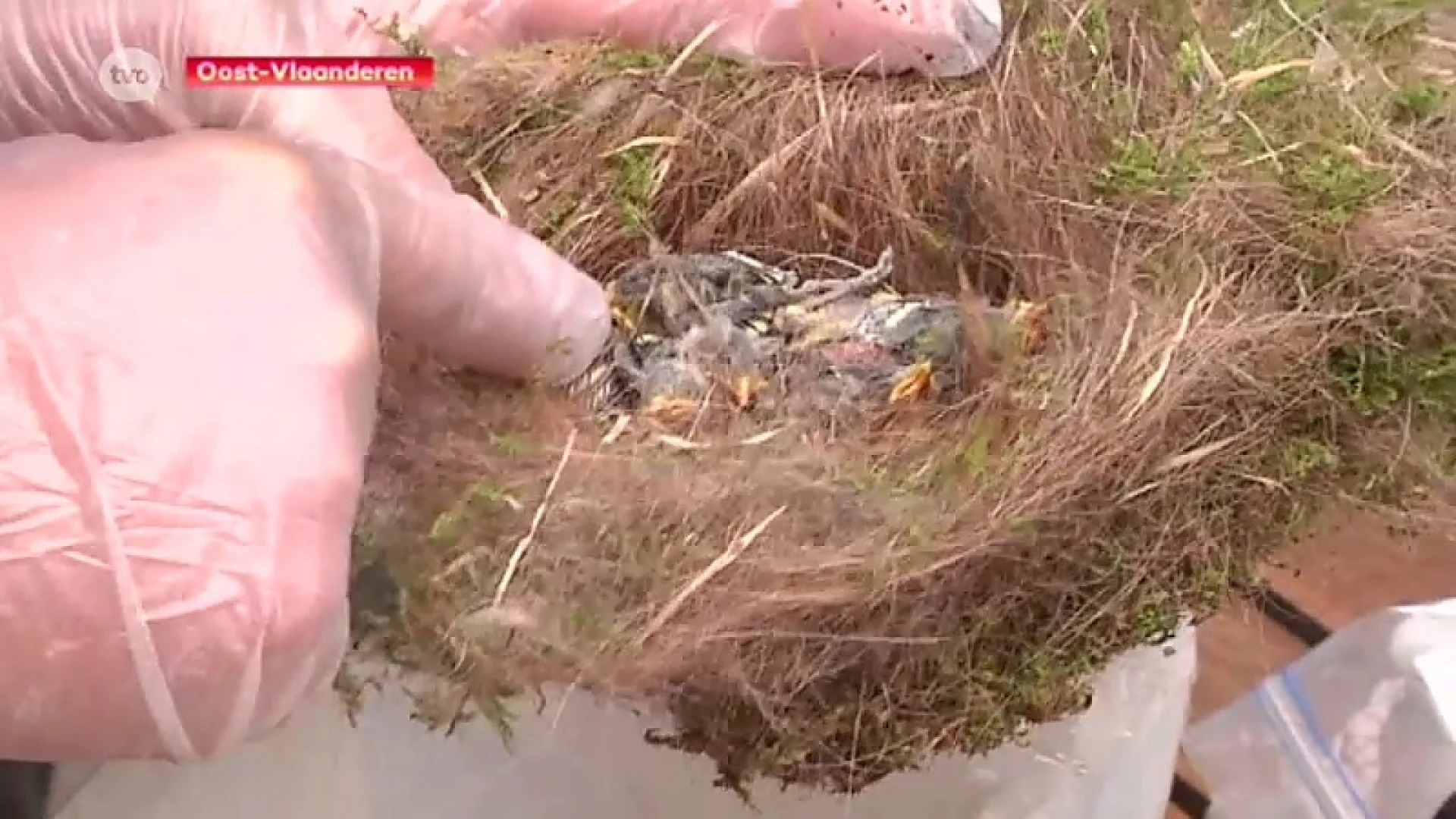 Duizenden mezen gestorven in Oost-Vlaanderen. Is strijd tegen buxusrups de oorzaak?