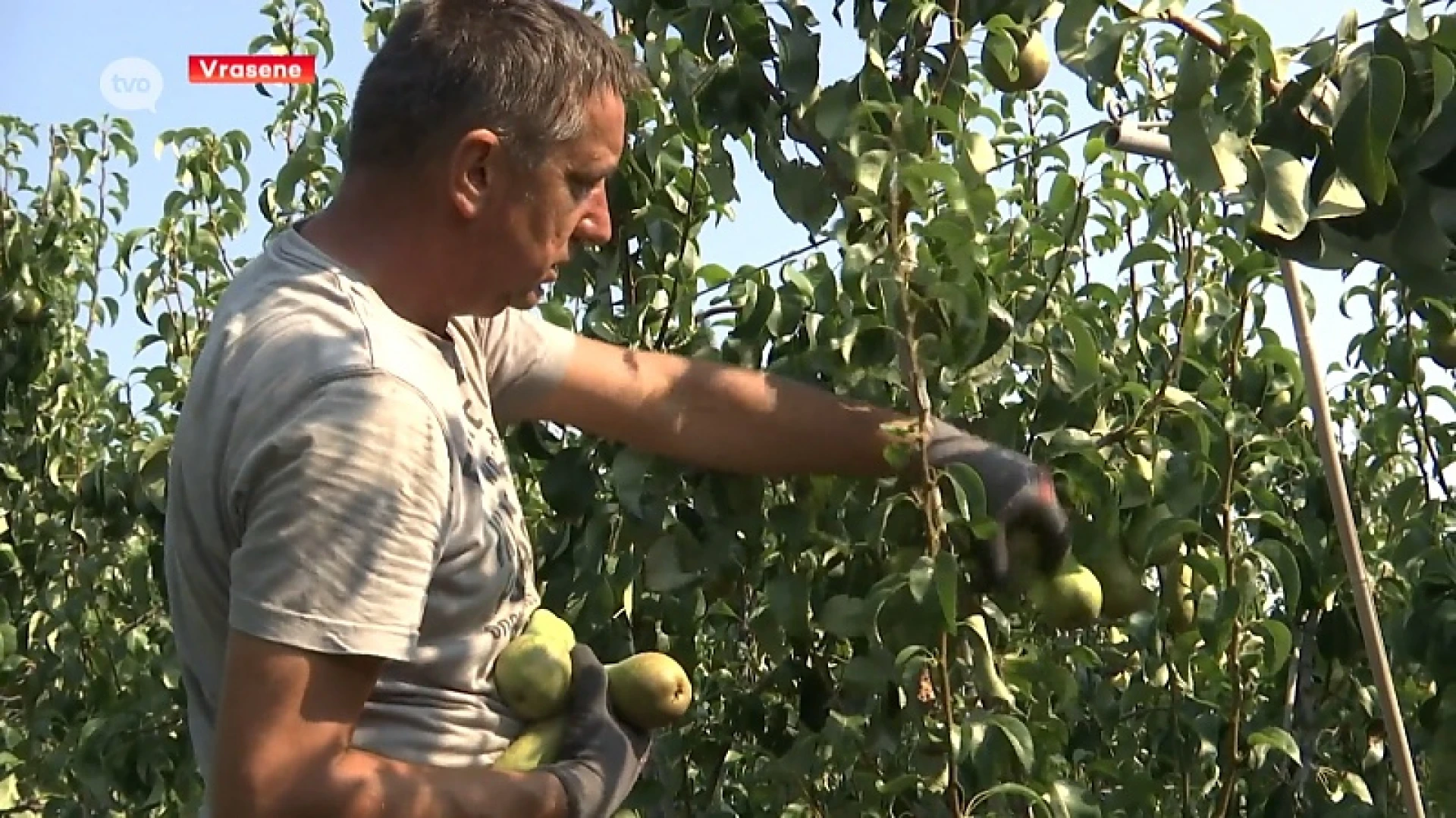 Fruitpluk gaat van start, peren blijken van zeer goede kwaliteit