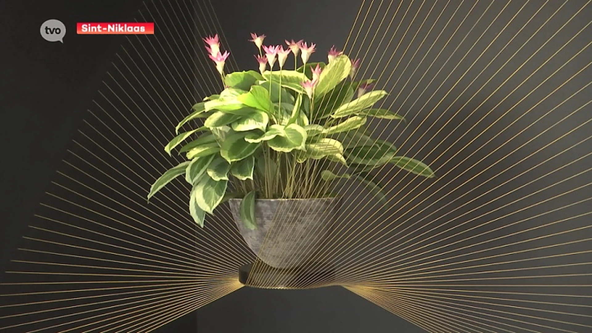 Bloemsierkunstenaar Daniël Ost pakt in april uit met laatste expo in Sint-Niklaas